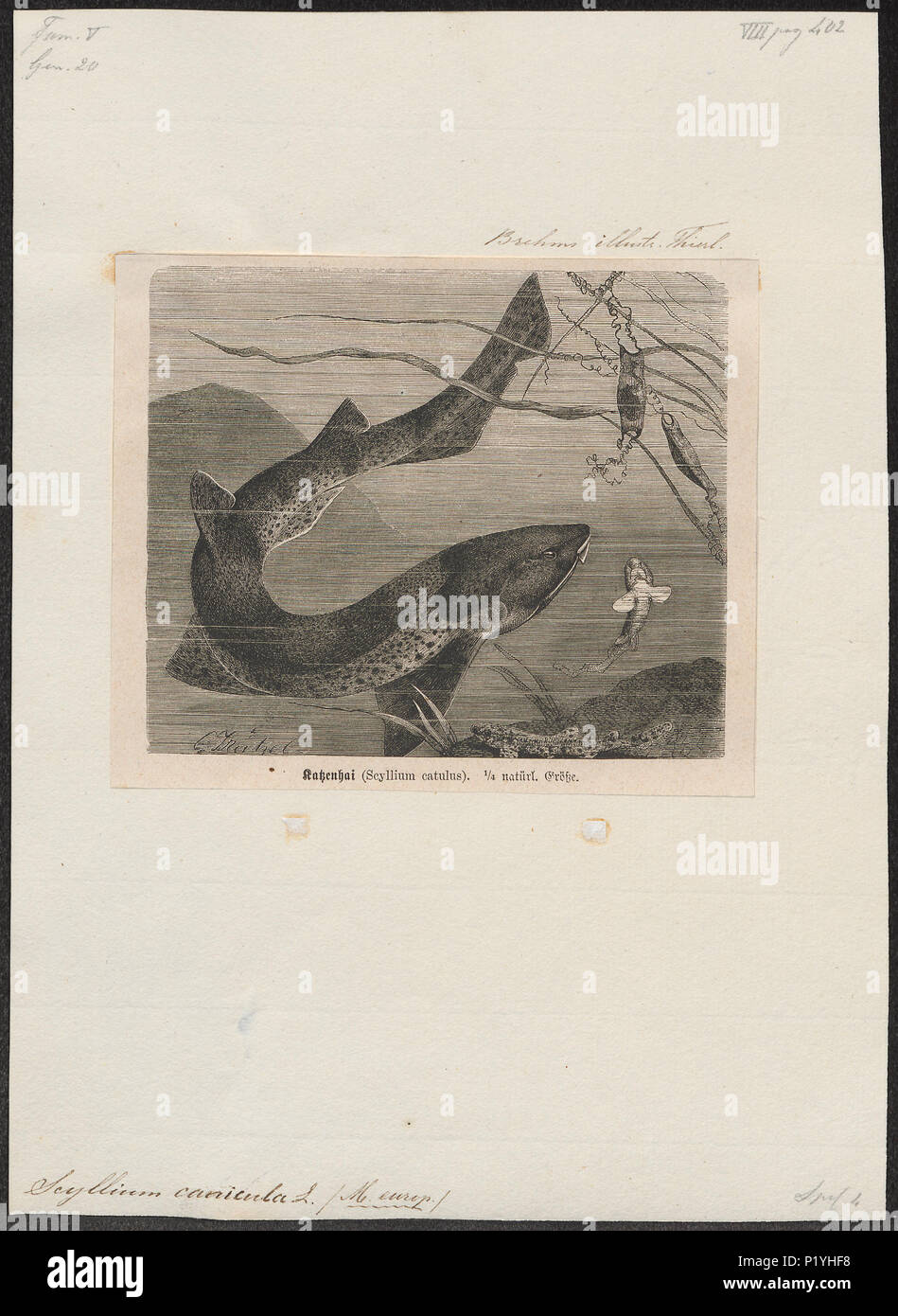 . Scyliorhinus canicula syn. Scyllium canicula . tra il 1700 e il 1880 286 Scyllium canicula - 1700-1880 - Stampa - Iconographia Zoologica - Collezioni Speciali Università di Amsterdam - UBA01 IZ14100109 Foto Stock