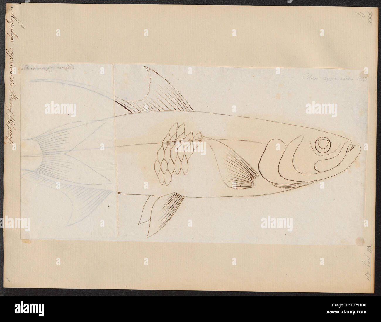 191 Megalops cyprinoides - - Stampa - Iconographia Zoologica - Collezioni Speciali Università di Amsterdam - UBA01 IZ15100086 Foto Stock