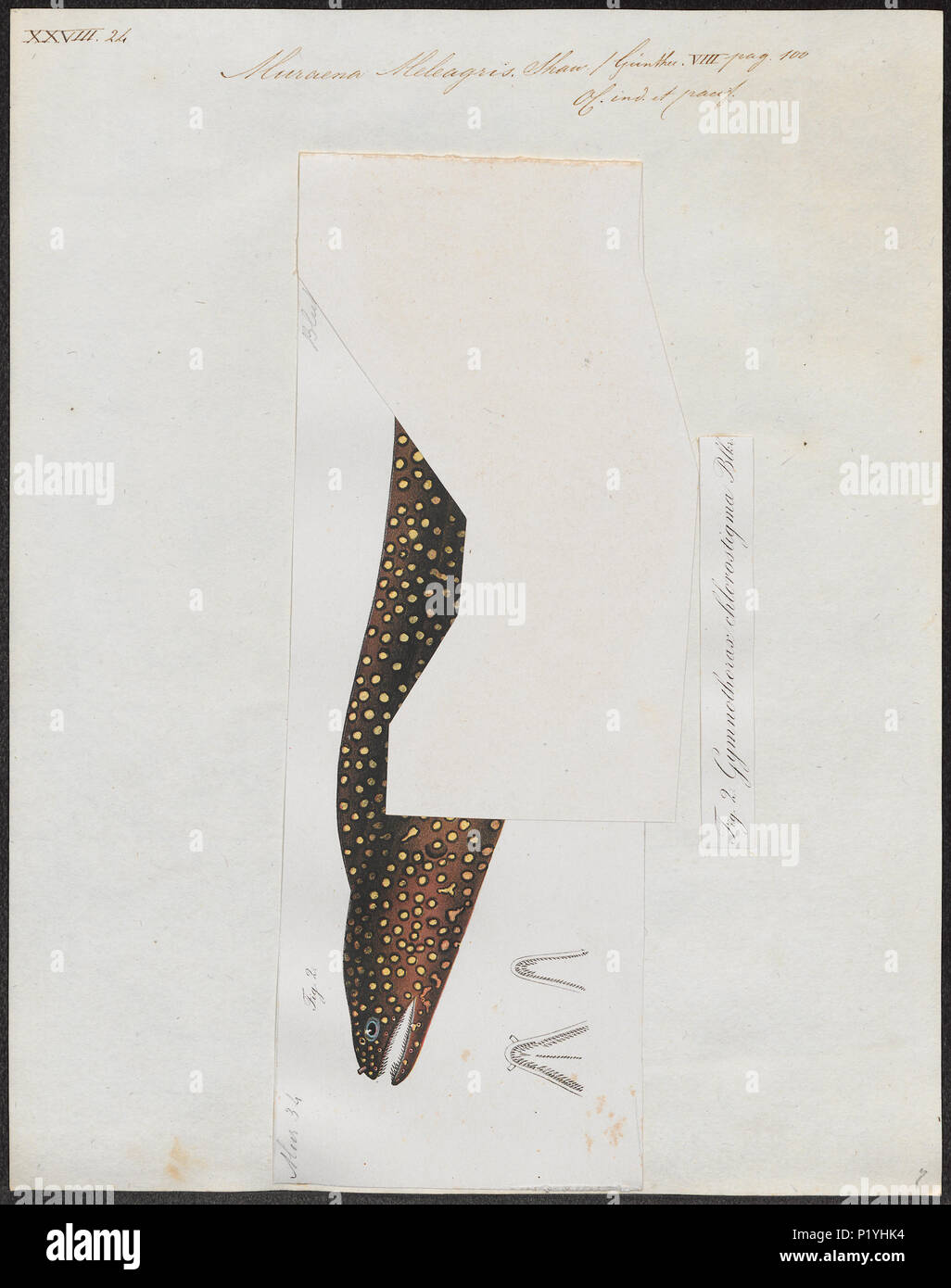 196 Muraena meleagris - 1700-1880 - Stampa - Iconographia Zoologica - Collezioni Speciali Università di Amsterdam - UBA01 IZ15300015 Foto Stock