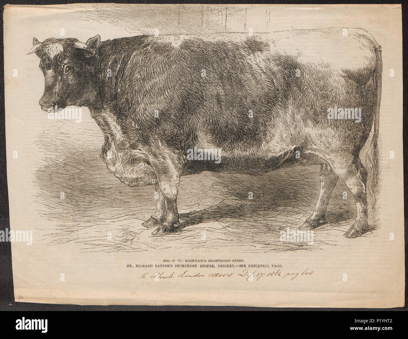 . Bos domesticus . 1864 37 Bos domesticus - 1864 - Stampa - Iconographia Zoologica - Collezioni Speciali Università di Amsterdam - UBA01 IZ21200031 Foto Stock