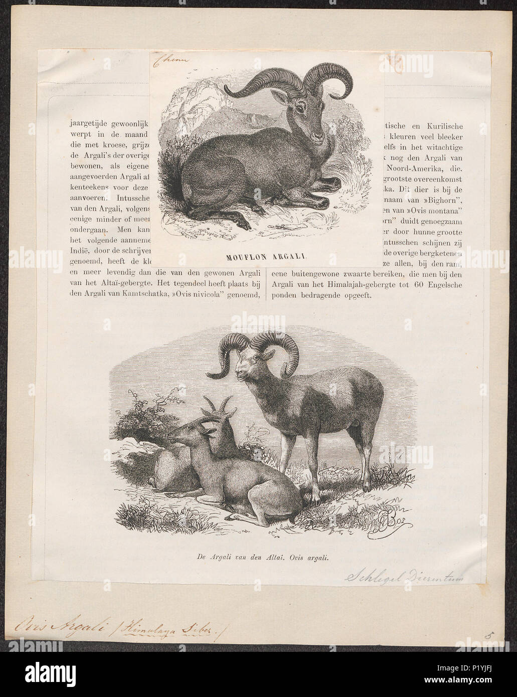 214 Ovis argali - 1700-1880 - Stampa - Iconographia Zoologica - Collezioni Speciali Università di Amsterdam - UBA01 IZ21300099 Foto Stock