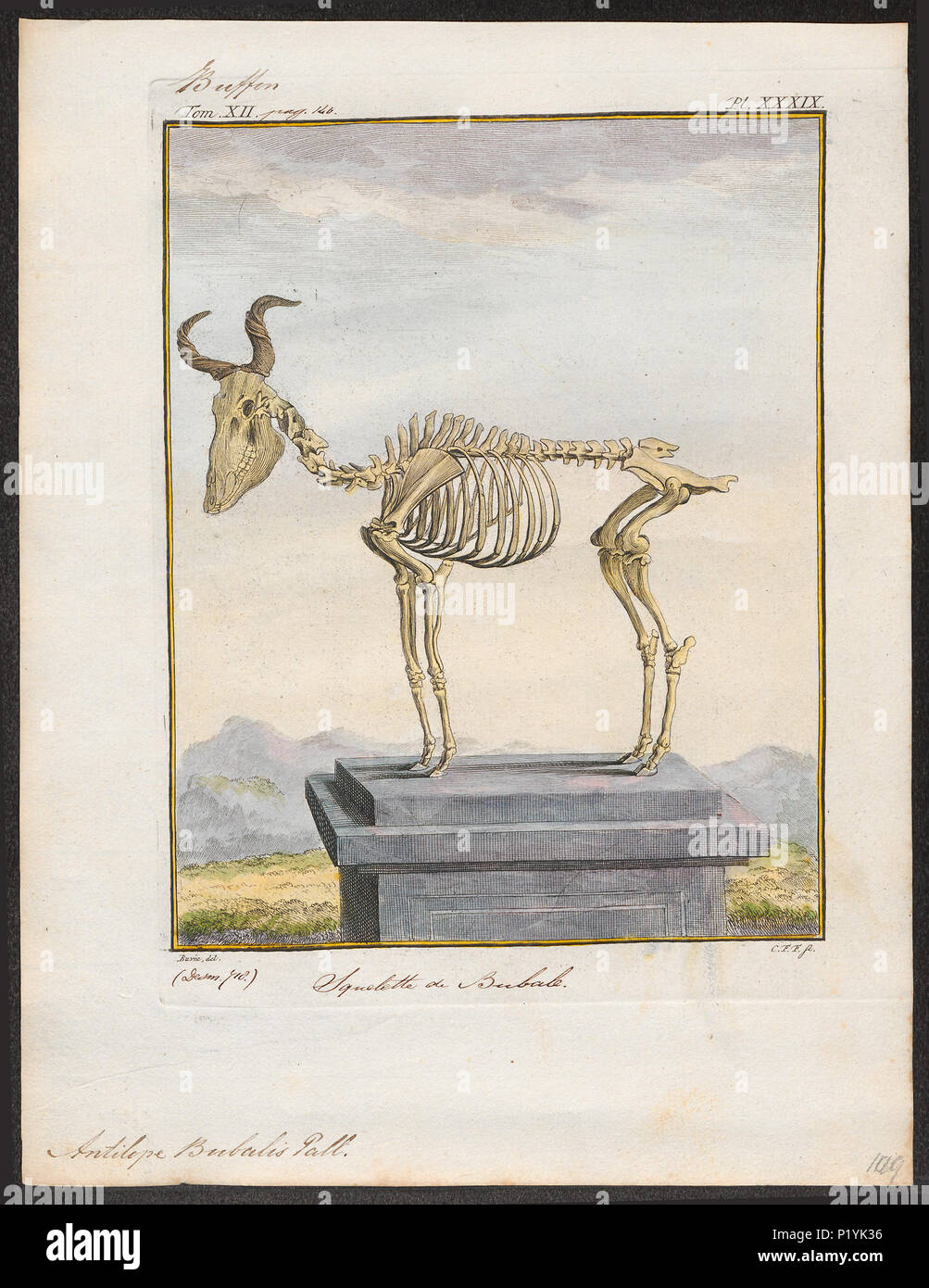 . Antilope bubalis - skelet . tra il 1700 e il 1880 19 Antilope bubalis - skelet - 1700-1880 - Stampa - Iconographia Zoologica - Collezioni Speciali Università di Amsterdam - UBA01 IZ21400127 Foto Stock