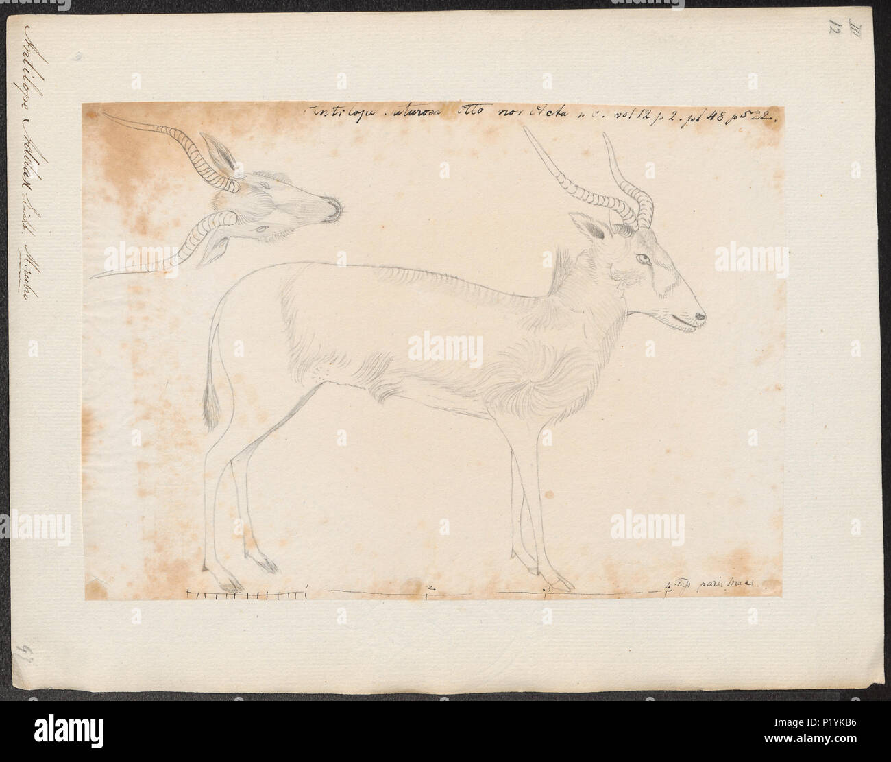 . Antilope addax . tra il 1700 e il 1880 19 Antilope addax - 1700-1880 - Stampa - Iconographia Zoologica - Collezioni Speciali Università di Amsterdam - UBA01 IZ21400253 Foto Stock