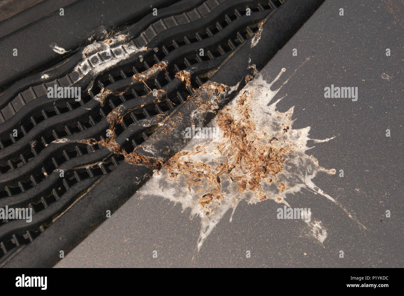 Close up degli escrementi su auto. Foto Stock