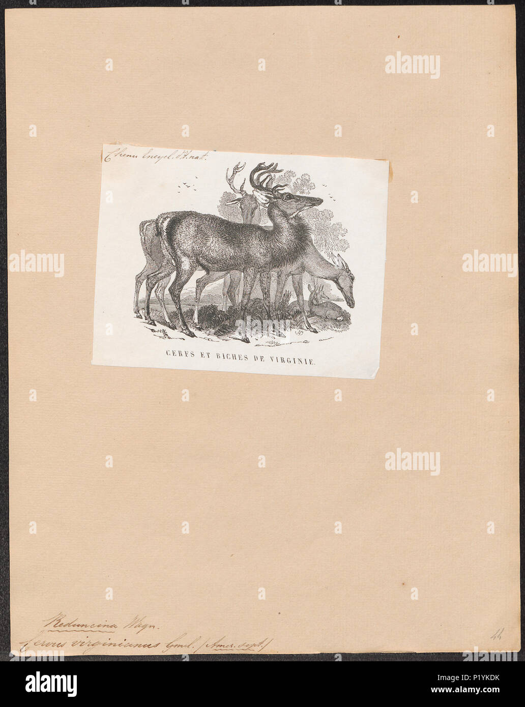 . Cervus virginianus . tra il 1851 e il 1876 57 Cervus virginianus - 1851-1876 - Stampa - Iconographia Zoologica - Collezioni Speciali Università di Amsterdam - UBA01 IZ21500037 Foto Stock