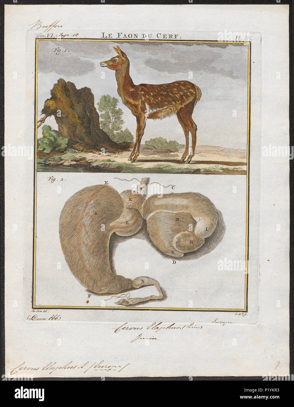 . Cervus elaphus - met ingewanden . tra il 1700 e il 1880 57 Cervus elaphus - met ingewanden - 1700-1880 - Stampa - Iconographia Zoologica - Collezioni Speciali Università di Amsterdam - UBA01 IZ21500278 Foto Stock