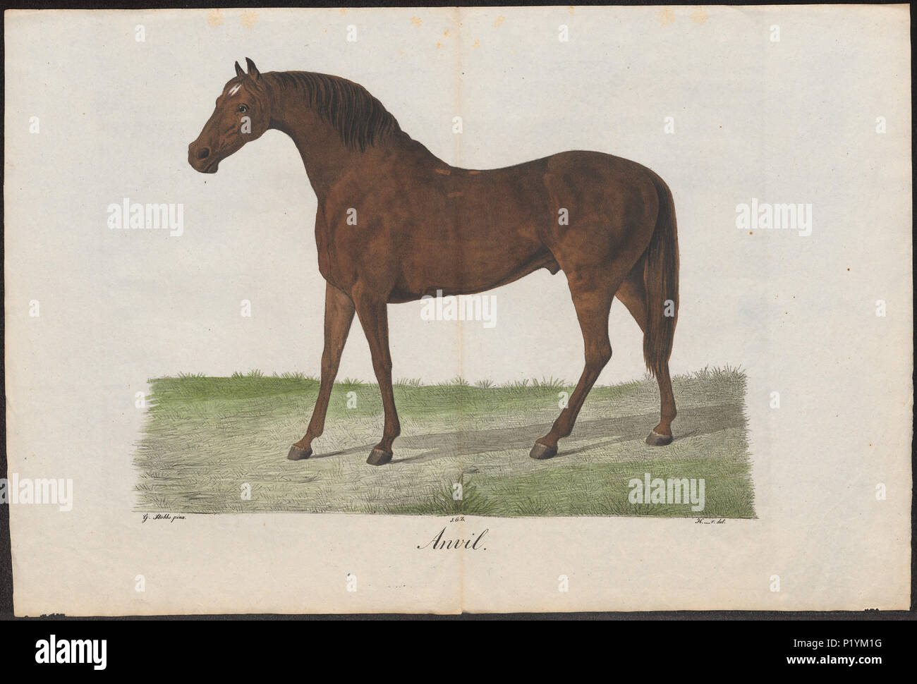 118 Equus caballus - 1700-1880 - Stampa - Iconographia Zoologica - Collezioni Speciali Università di Amsterdam - UBA01 IZ21800052 Foto Stock
