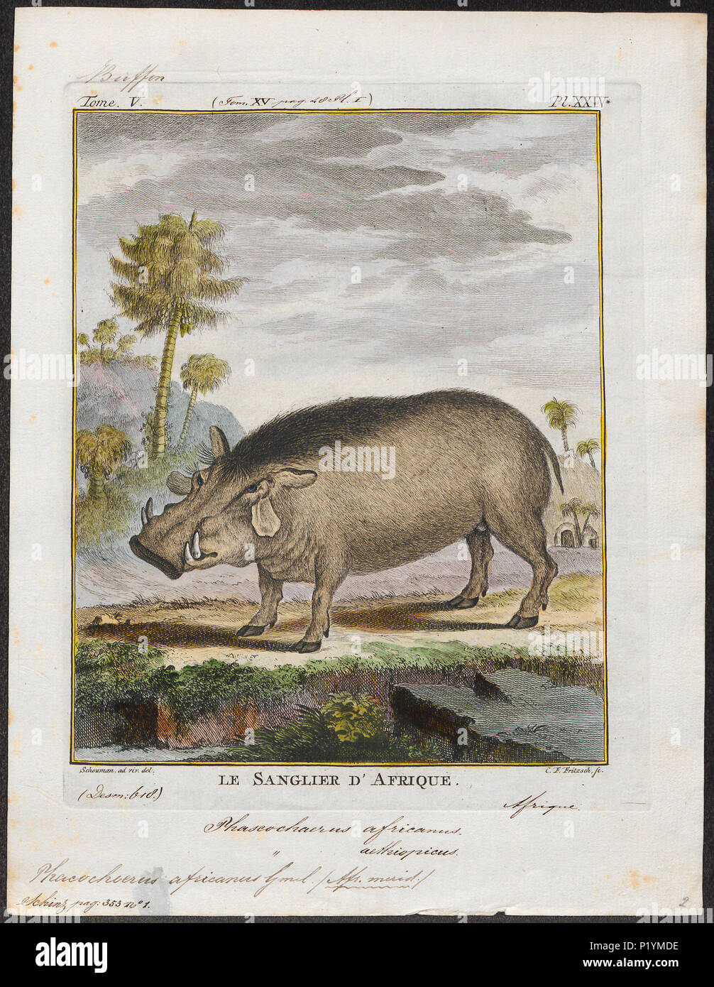 . Phacochoerus africanus . tra il 1700 e il 1880 221 Phacochoerus africanus - 1700-1880 - Stampa - Iconographia Zoologica - Collezioni Speciali Università di Amsterdam - UBA01 IZ21900241 Foto Stock