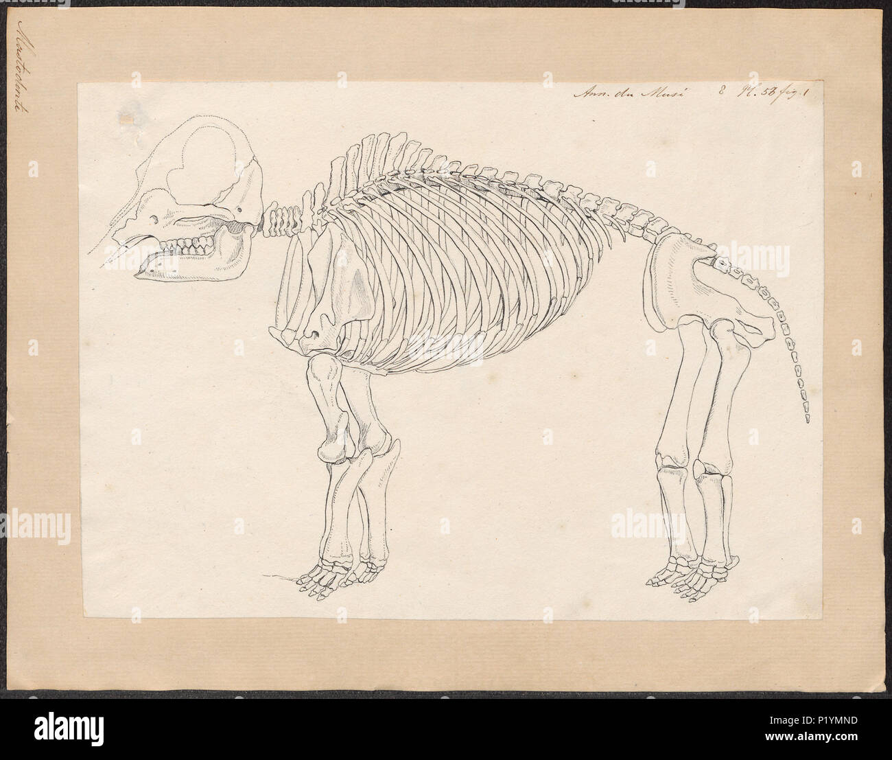 . Mastodon spec. - Skelet . tra il 1700 e il 1880 191 Mastodon spec. - Skelet - 1700-1880 - Stampa - Iconographia Zoologica - Collezioni Speciali Università di Amsterdam - UBA01 IZ22000143 Foto Stock