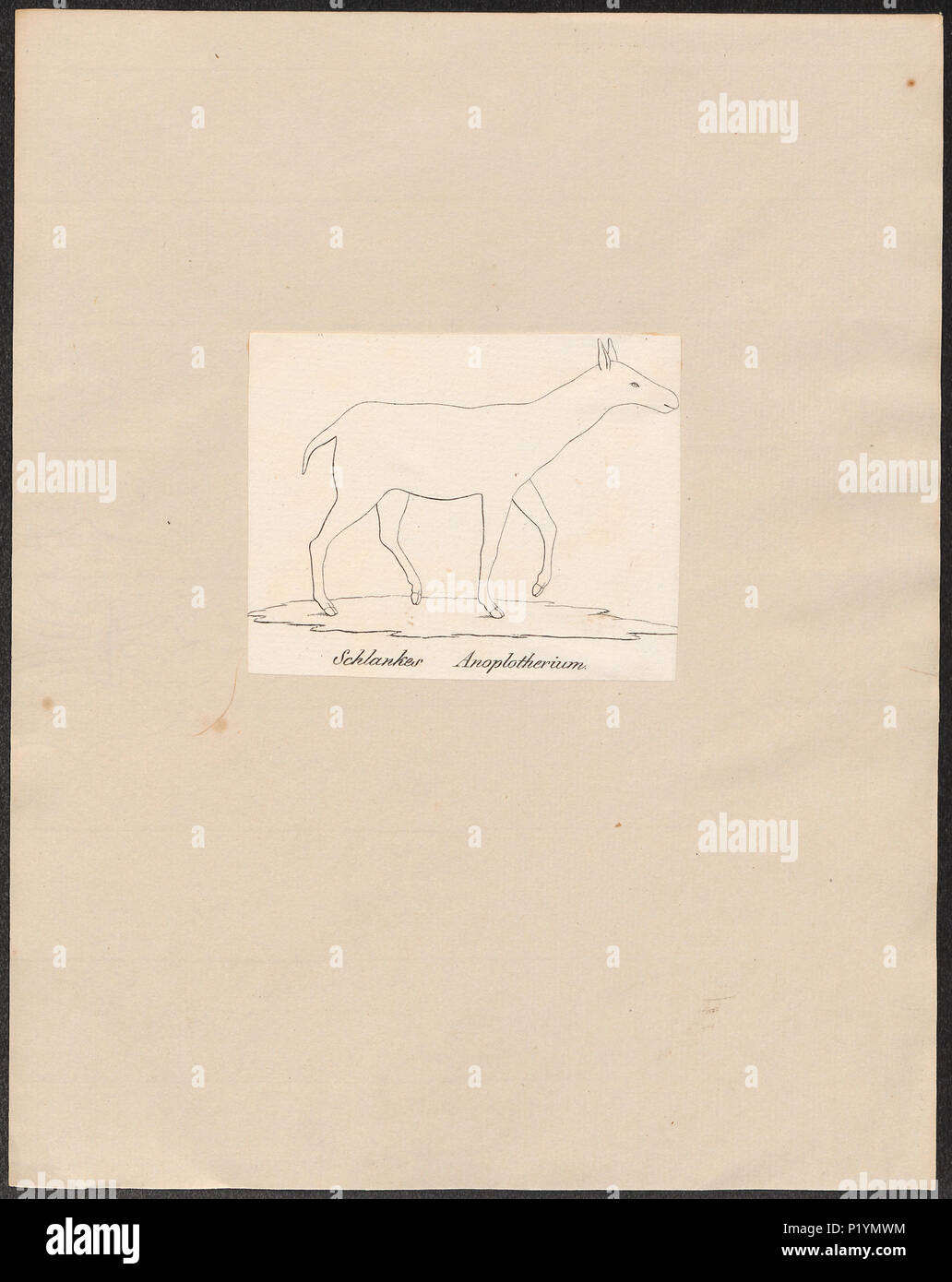. Anoplotherium spec. Tra il 1700 e il 1880 18 Anoplotherium spec. - 1700-1880 - Stampa - Iconographia Zoologica - Collezioni Speciali Università di Amsterdam - UBA01 IZ22000255 Foto Stock