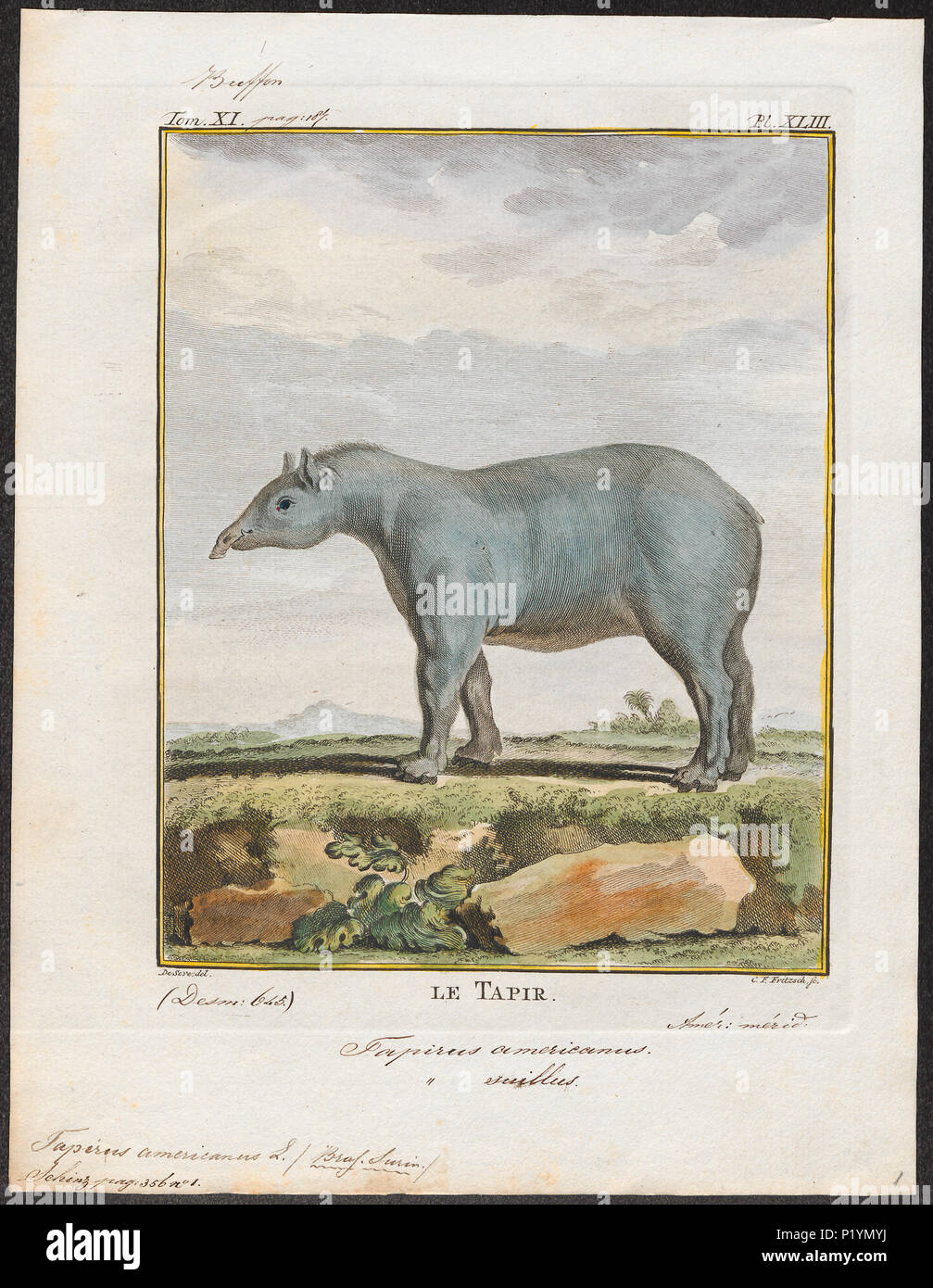 . Tapirus americanus . tra il 1700 e il 1880 301 Tapirus americanus - 1700-1880 - Stampa - Iconographia Zoologica - Collezioni Speciali Università di Amsterdam - UBA01 IZ22000273 Foto Stock
