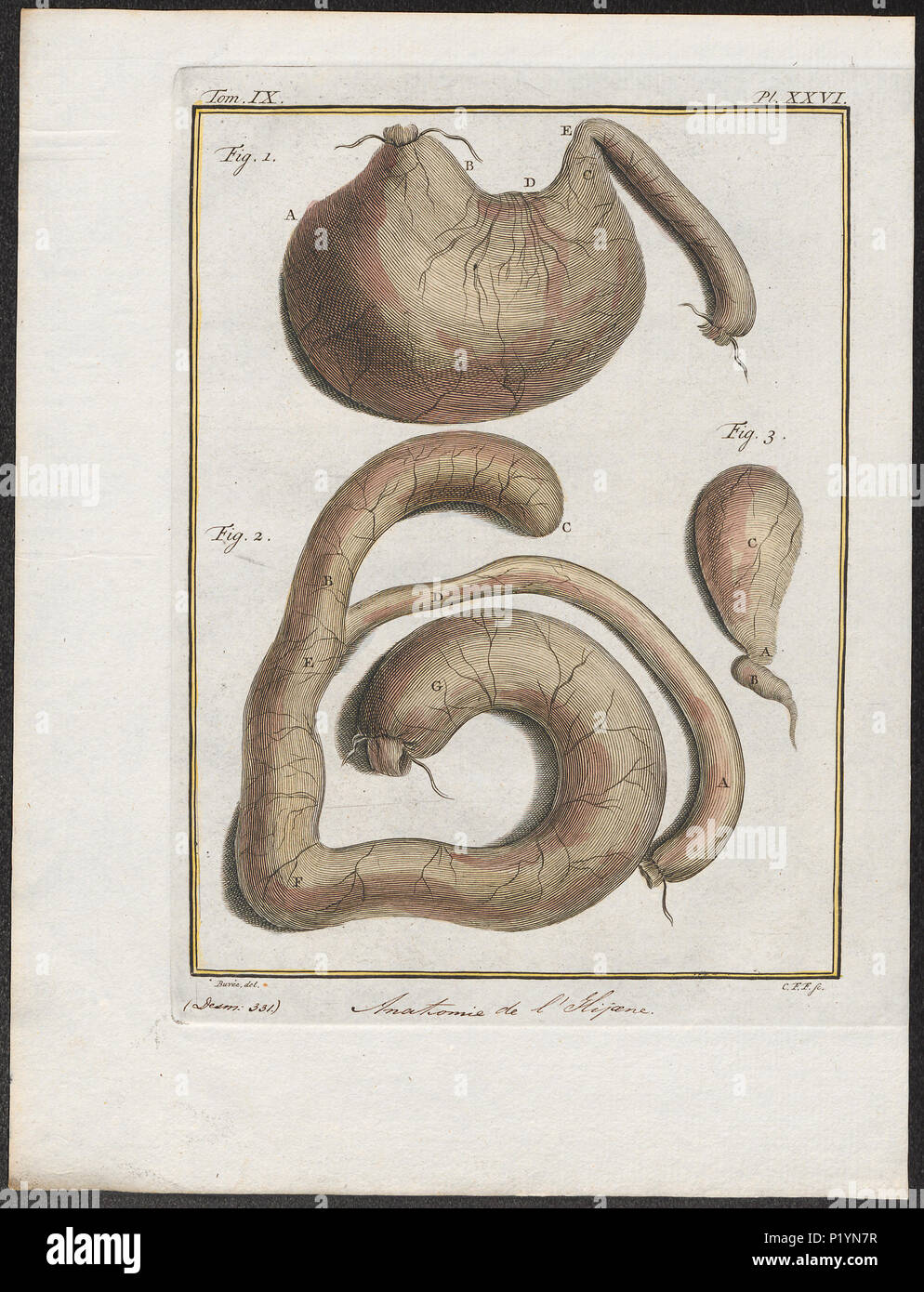 . Hyaena spec. - Anatomie . tra il 1700 e il 1880 152 Hyaena spec. - Anatomie - 1700-1880 - Stampa - Iconographia Zoologica - Collezioni Speciali Università di Amsterdam - UBA01 IZ22200095 Foto Stock