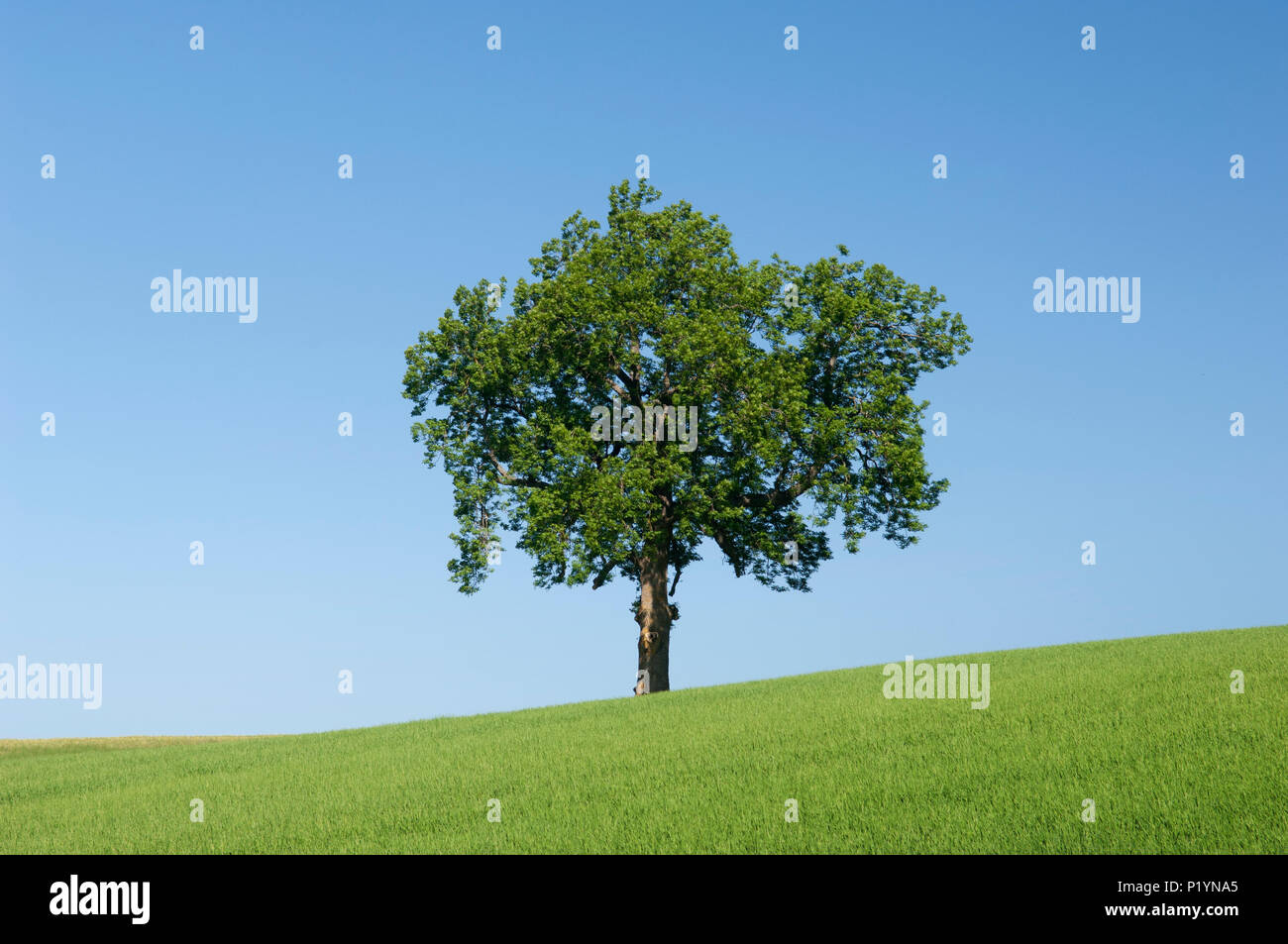 Unico albero in campo verde, contro un cielo azzurro - Scozia, Regno Unito. Foto Stock
