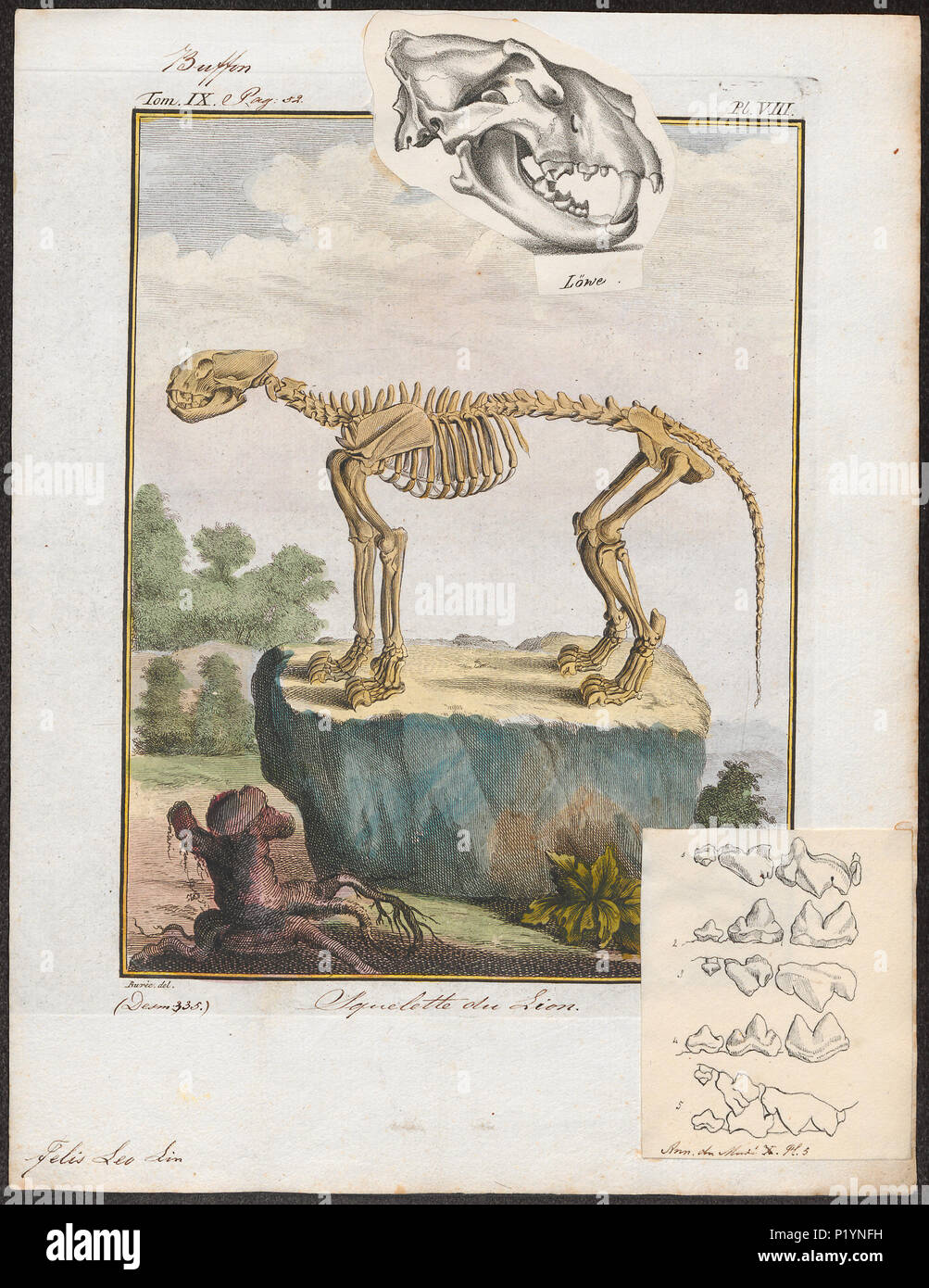 . Felis leo - skelet . tra il 1700 e il 1880 124 Felis leo - skelet - 1700-1880 - Stampa - Iconographia Zoologica - Collezioni Speciali Università di Amsterdam - UBA01 IZ22100011 Foto Stock