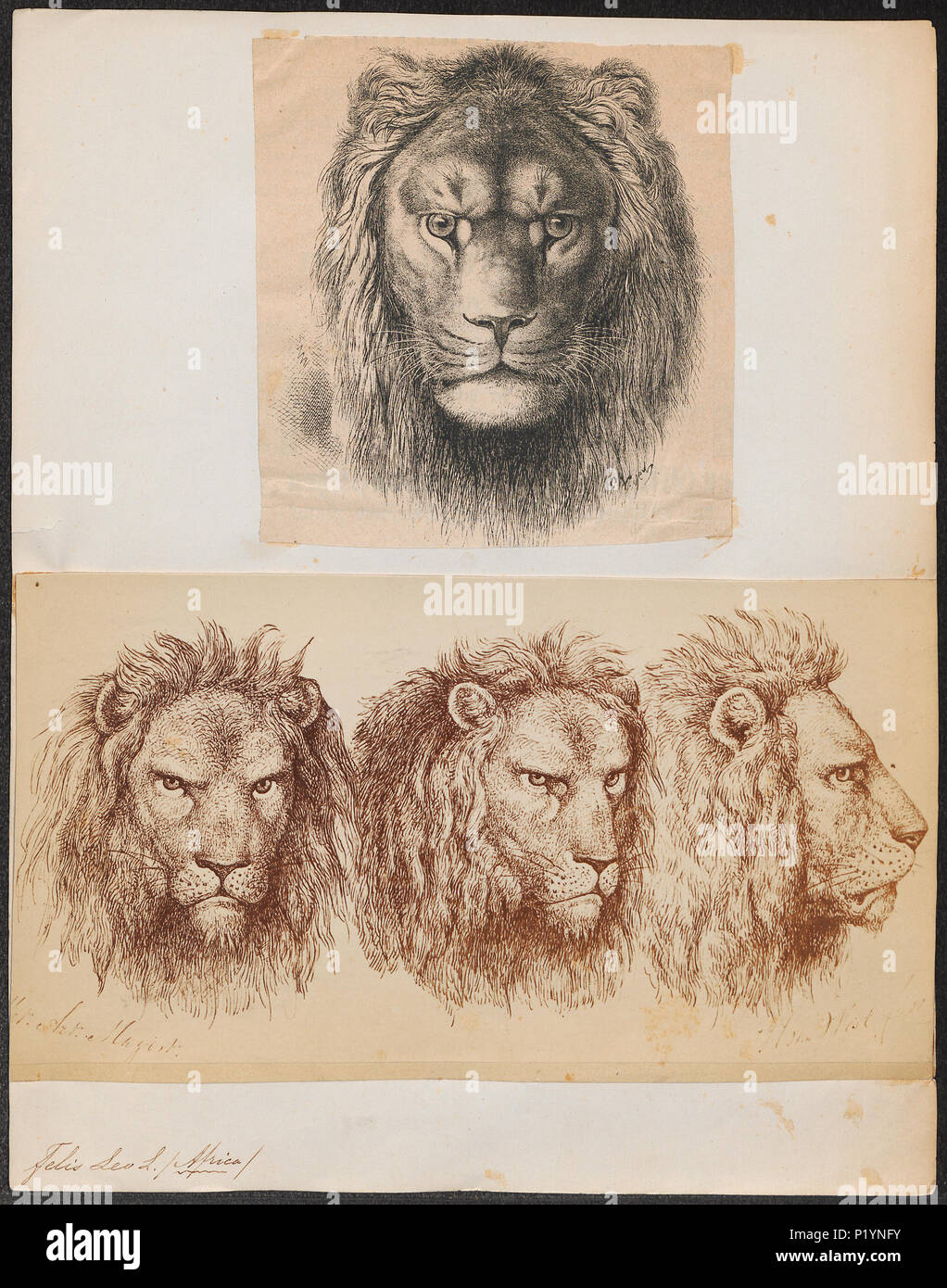 . Felis leo . tra il 1700 e il 1880 123 Felis leo - 1700-1880 - Stampa - Iconographia Zoologica - Collezioni Speciali Università di Amsterdam - UBA01 IZ22100021 Foto Stock