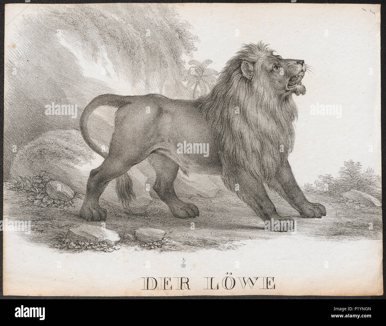 . Felis leo . tra il 1700 e il 1880 123 Felis leo - 1700-1880 - Stampa - Iconographia Zoologica - Collezioni Speciali Università di Amsterdam - UBA01 IZ22100027 Foto Stock