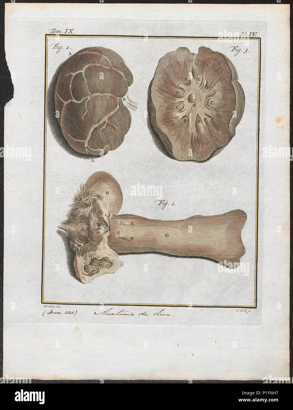 . Felis leo - anatomie . tra il 1700 e il 1880 124 Felis leo - anatomie - 1700-1880 - Stampa - Iconographia Zoologica - Collezioni Speciali Università di Amsterdam - UBA01 IZ22100033 Foto Stock