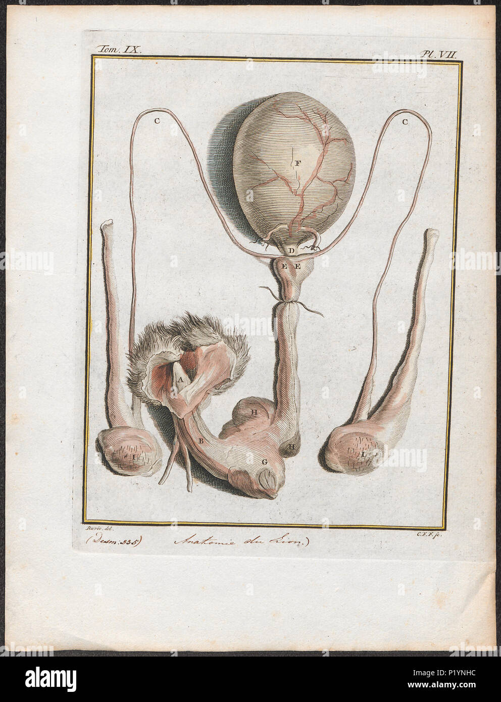 . Felis leo - anatomie . tra il 1700 e il 1880 124 Felis leo - anatomie - 1700-1880 - Stampa - Iconographia Zoologica - Collezioni Speciali Università di Amsterdam - UBA01 IZ22100039 Foto Stock