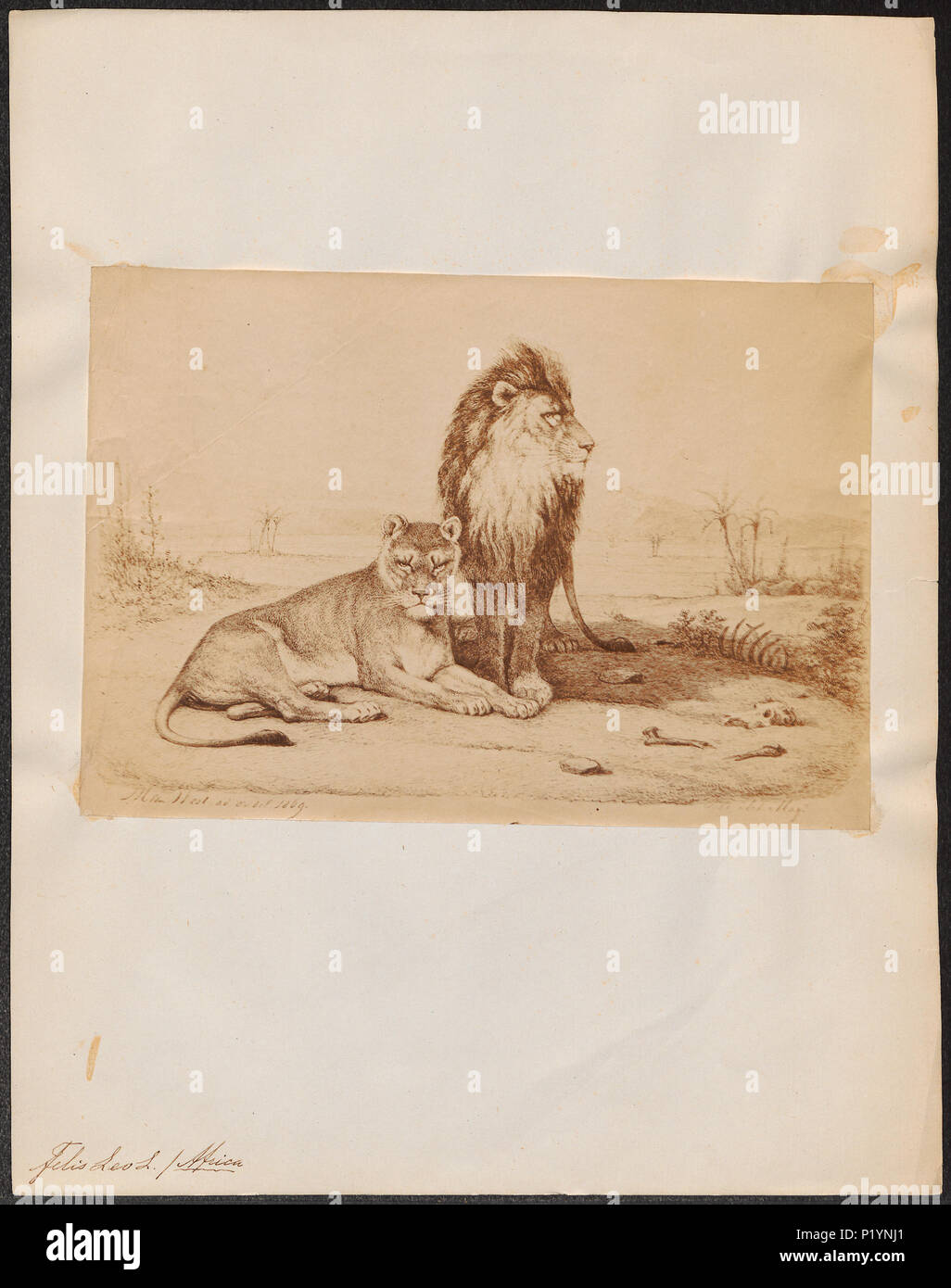 . Felis leo . 1869 124 Felis leo - 1869 - Stampa - Iconographia Zoologica - Collezioni Speciali Università di Amsterdam - UBA01 IZ22100057 Foto Stock