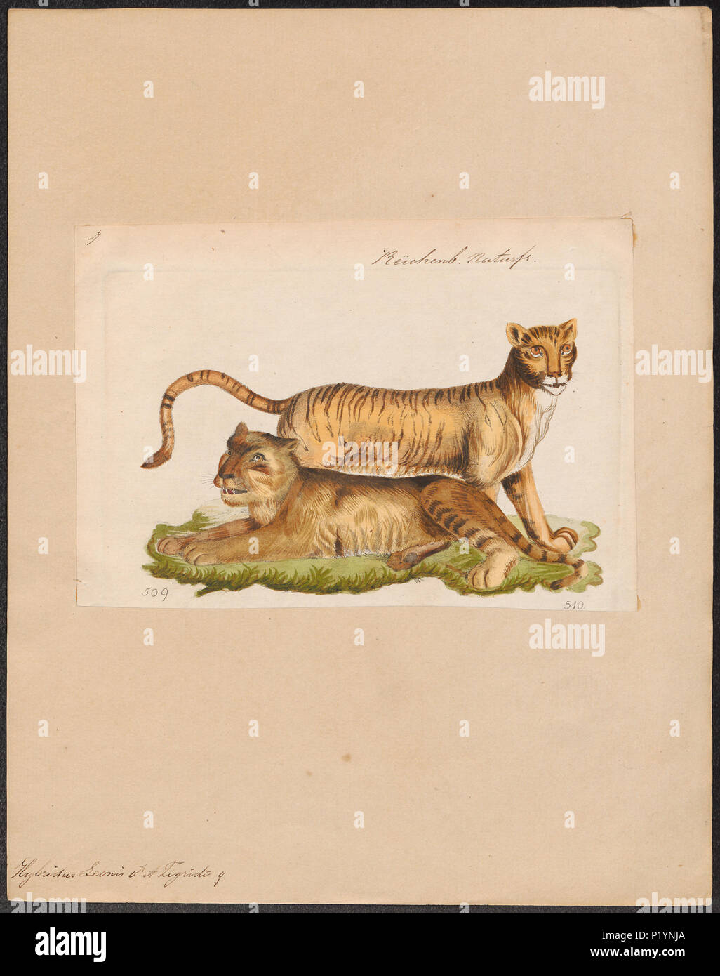 153 Hybridus leonis ♂ et tigridis ♀ - 1834 - Stampa - Iconographia Zoologica - Collezioni Speciali Università di Amsterdam - UBA01 IZ22100073 Foto Stock