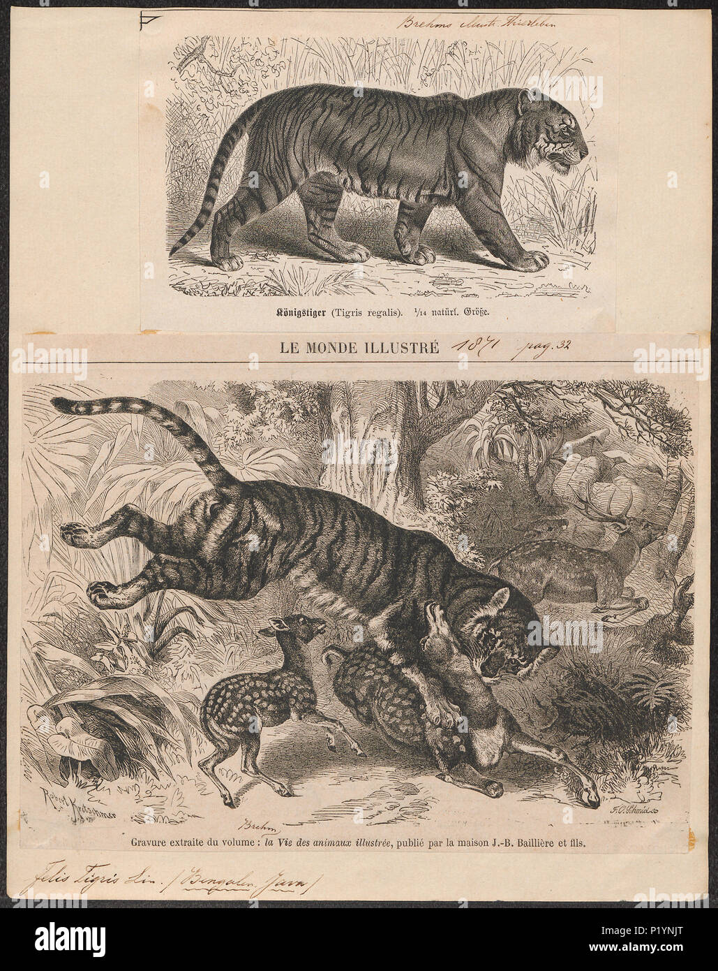 . Felis tigris . tra il 1700 e il 1880 124 Felis tigri - 1700-1880 - Stampa - Iconographia Zoologica - Collezioni Speciali Università di Amsterdam - UBA01 IZ22100089 Foto Stock