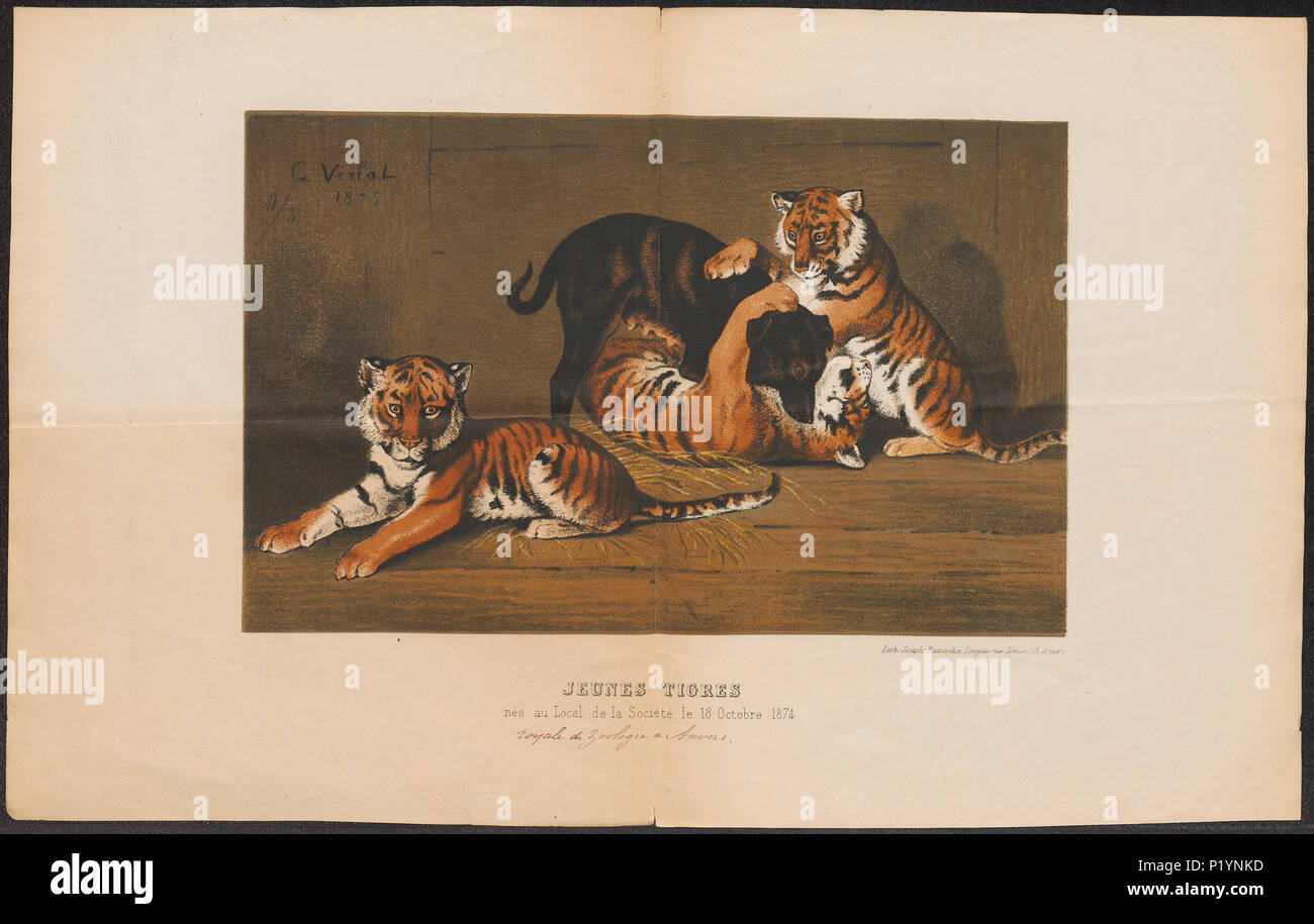 . Felis tigris . 1875 124 Felis tigri - 1875 - Stampa - Iconographia Zoologica - Collezioni Speciali Università di Amsterdam - UBA01 IZ22100093 Foto Stock