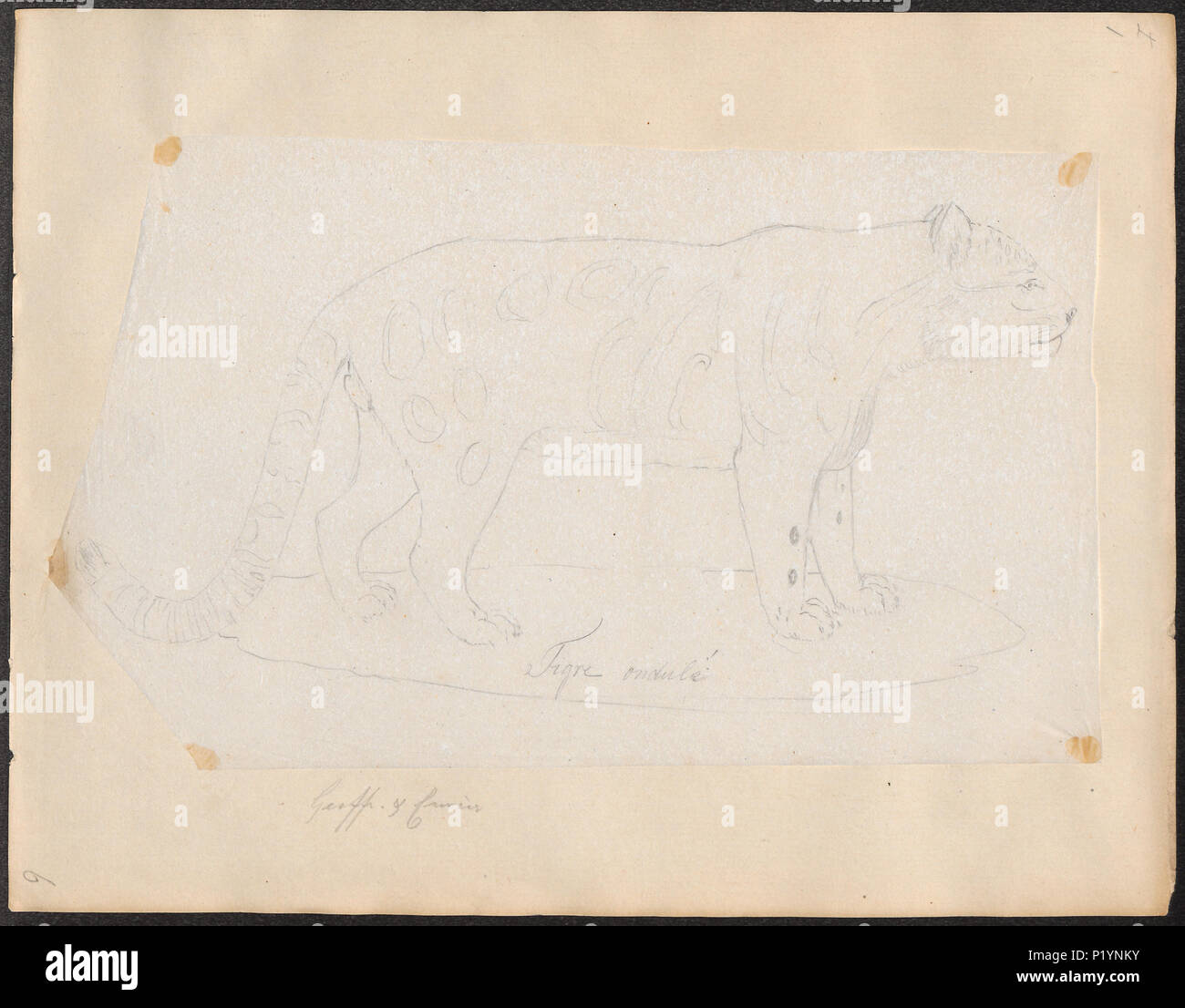 . Felis macroscelis . tra il 1818 e il 1842 124 Felis macroscelis - 1818-1842 - Stampa - Iconographia Zoologica - Collezioni Speciali Università di Amsterdam - UBA01 IZ22100111 Foto Stock