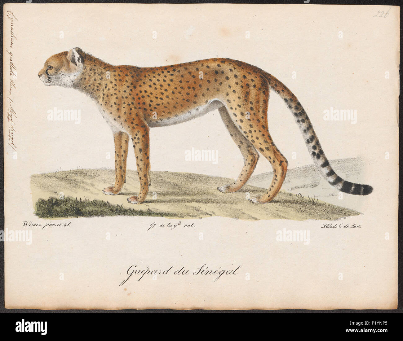 . Cynailurus guttata . tra il 1818 e il 1842 73 Cynailurus guttata - 1818-1842 - Stampa - Iconographia Zoologica - Collezioni Speciali Università di Amsterdam - UBA01 IZ22100147 Foto Stock