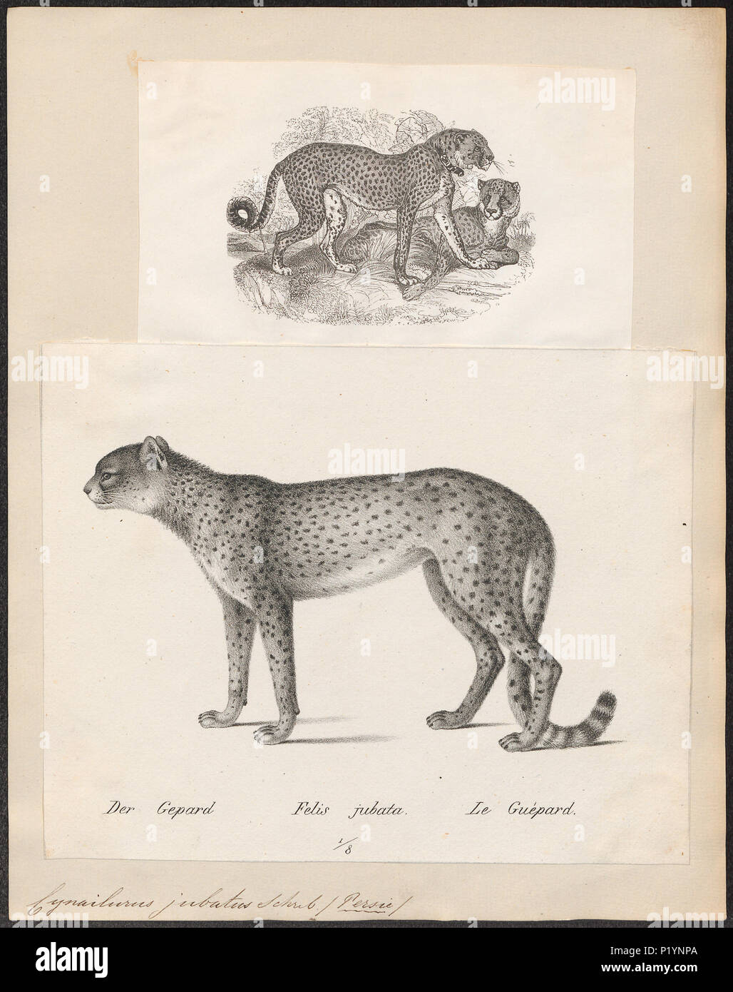 . Cynailurus jubatus . tra il 1700 e il 1880 73 Cynailurus jubatus - 1700-1880 - Stampa - Iconographia Zoologica - Collezioni Speciali Università di Amsterdam - UBA01 IZ22100149 Foto Stock