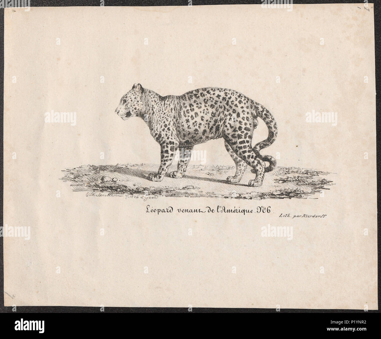 . Felis onca . 1825 124 Felis onca - 1825 - Stampa - Iconographia Zoologica - Collezioni Speciali Università di Amsterdam - UBA01 IZ22100159 Foto Stock