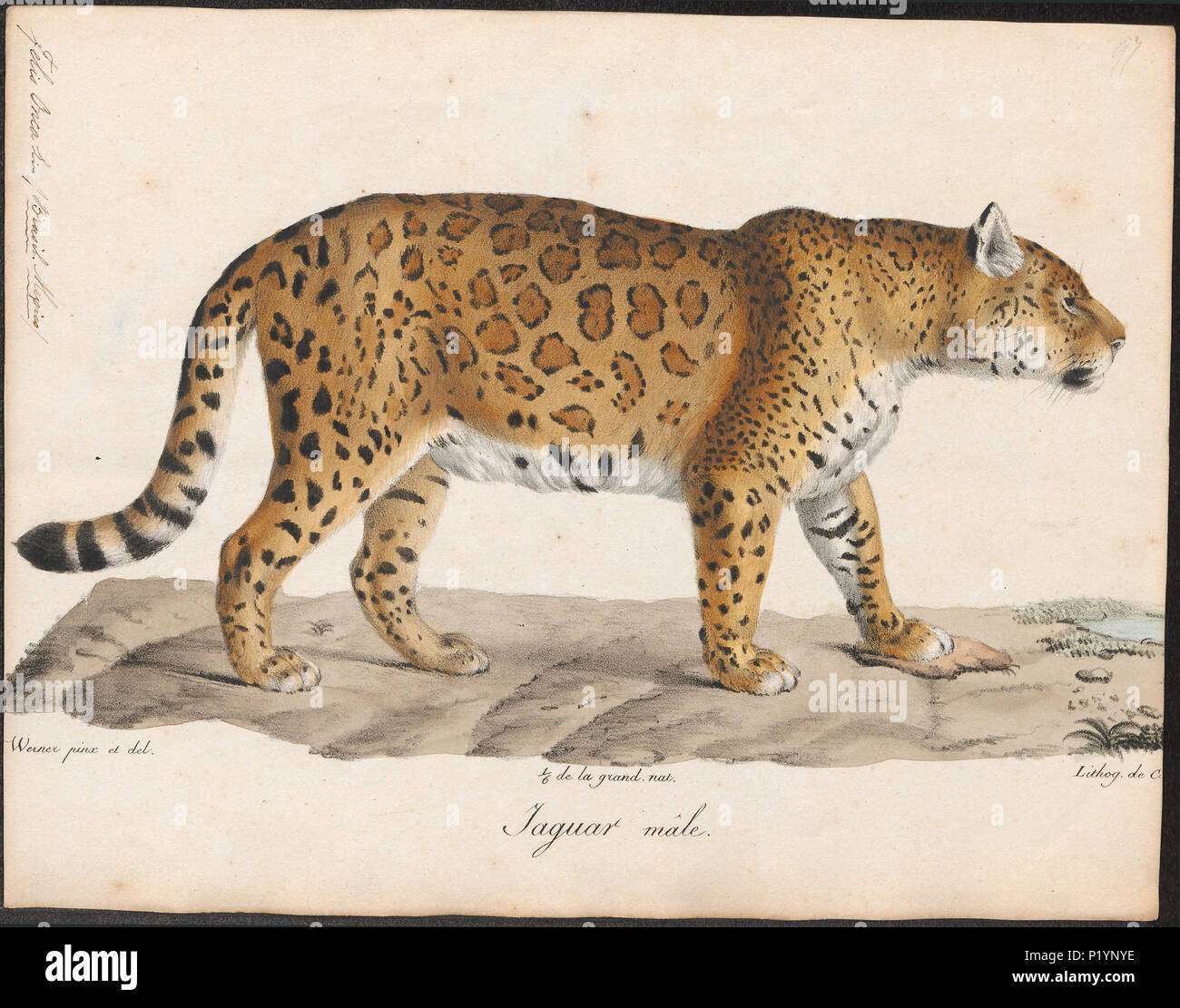 . Felis onca . tra il 1818 e il 1842 124 Felis onca - 1818-1842 - Stampa - Iconographia Zoologica - Collezioni Speciali Università di Amsterdam - UBA01 IZ22100176 Foto Stock