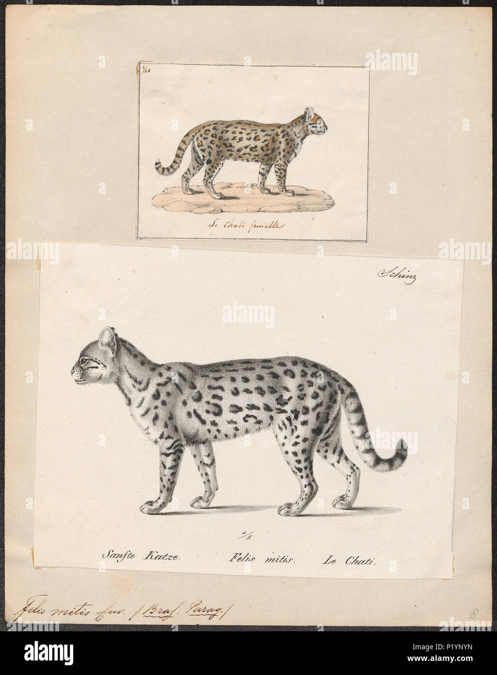 . Felis mitis . tra il 1700 e il 1880 124 Felis mitis - 1700-1880 - Stampa - Iconographia Zoologica - Collezioni Speciali Università di Amsterdam - UBA01 IZ22100184 Foto Stock