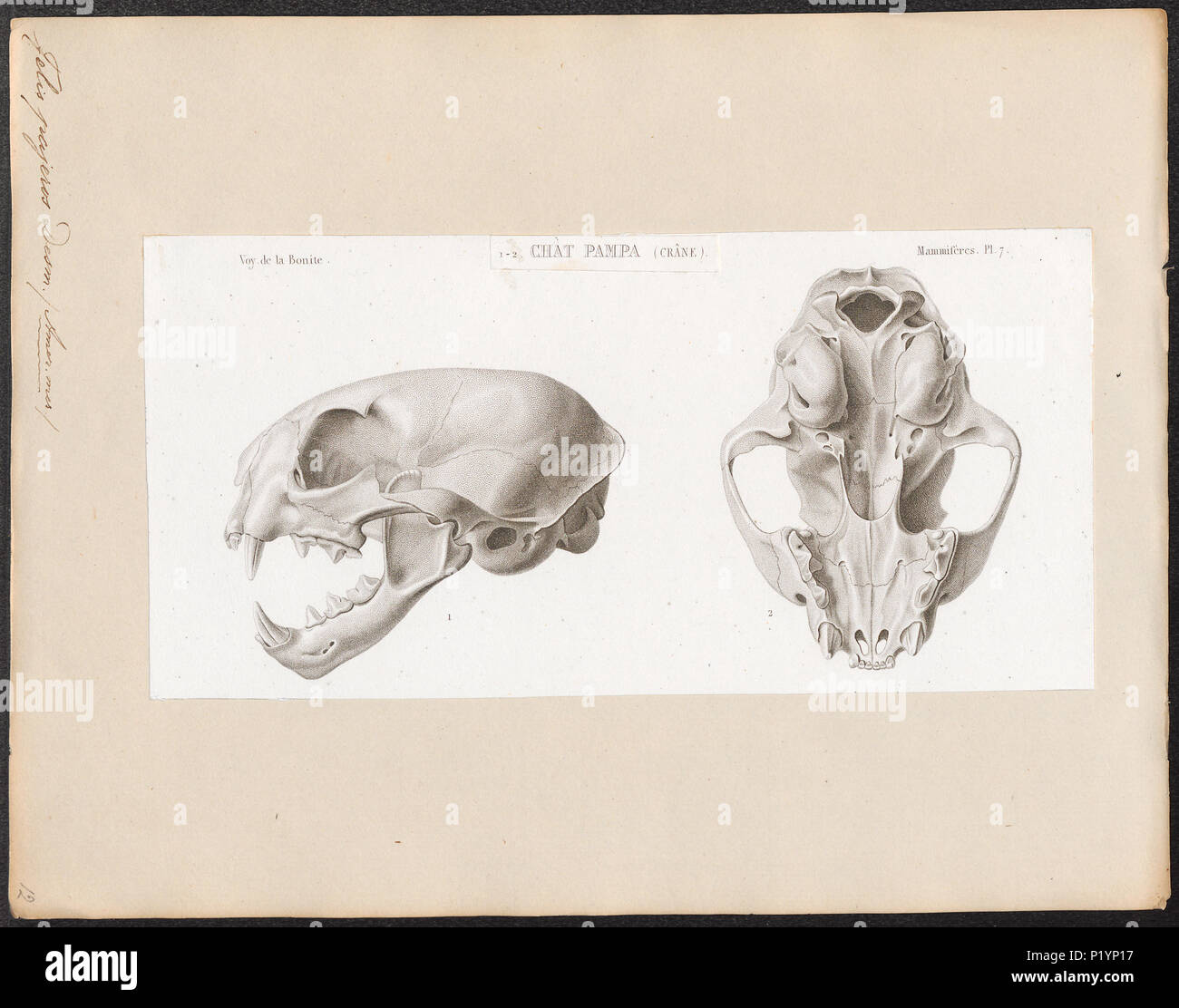 . Felis pajeros - schedel . tra il 1841 e il 1852 124 Felis pajeros - schedel - 1841-1852 - Stampa - Iconographia Zoologica - Collezioni Speciali Università di Amsterdam - UBA01 IZ22100200 Foto Stock