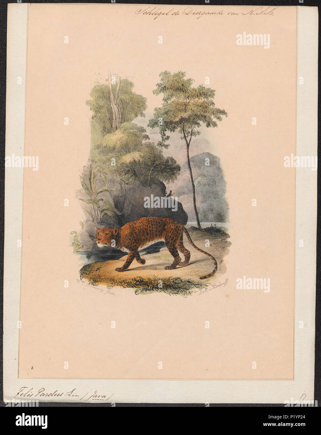 . Felis pardus . tra il 1842 e il 1849 124 Felis pardus - 1842-1849 - Stampa - Iconographia Zoologica - Collezioni Speciali Università di Amsterdam - UBA01 IZ22100210 Foto Stock
