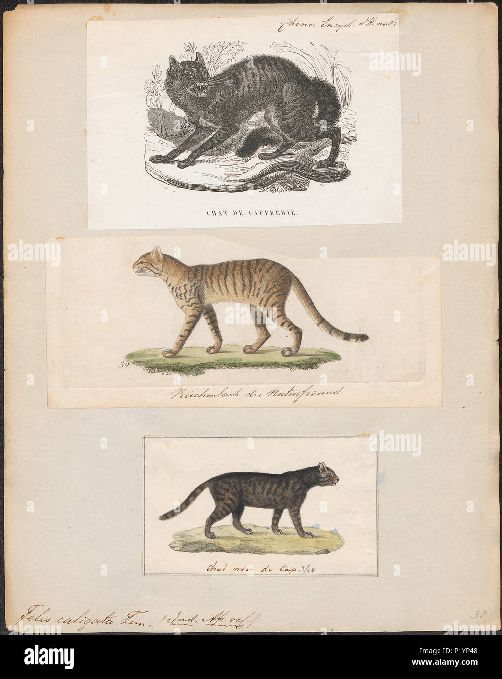 . Felis caligata . tra il 1700 e il 1880 123 Felis caligata - 1700-1880 - Stampa - Iconographia Zoologica - Collezioni Speciali Università di Amsterdam - UBA01 IZ22100246 Foto Stock