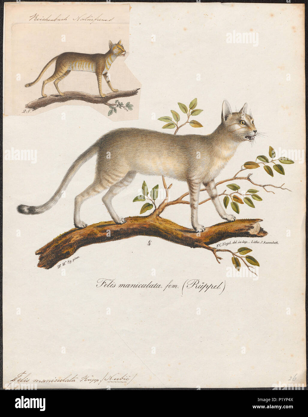 . Felix maniculata . 1835 124 Felix maniculata - 1835 - Stampa - Iconographia Zoologica - Collezioni Speciali Università di Amsterdam - UBA01 IZ22100256 Foto Stock