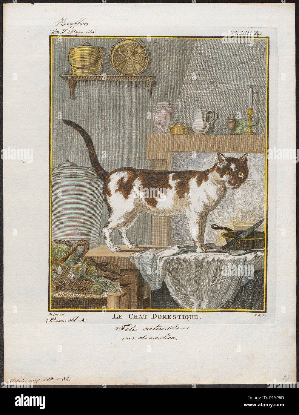 . Felis catus domesticus . tra il 1700 e il 1880 123 felis catus di galline - 1700-1880 - Stampa - Iconographia Zoologica - Collezioni Speciali Università di Amsterdam - UBA01 IZ22100274 Foto Stock