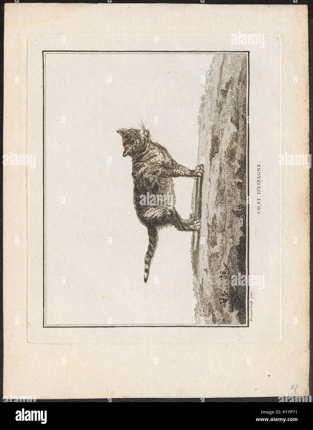 . Felis catus . 1767 123 felis catus - 1767 - Stampa - Iconographia Zoologica - Collezioni Speciali Università di Amsterdam - UBA01 IZ22100280 Foto Stock