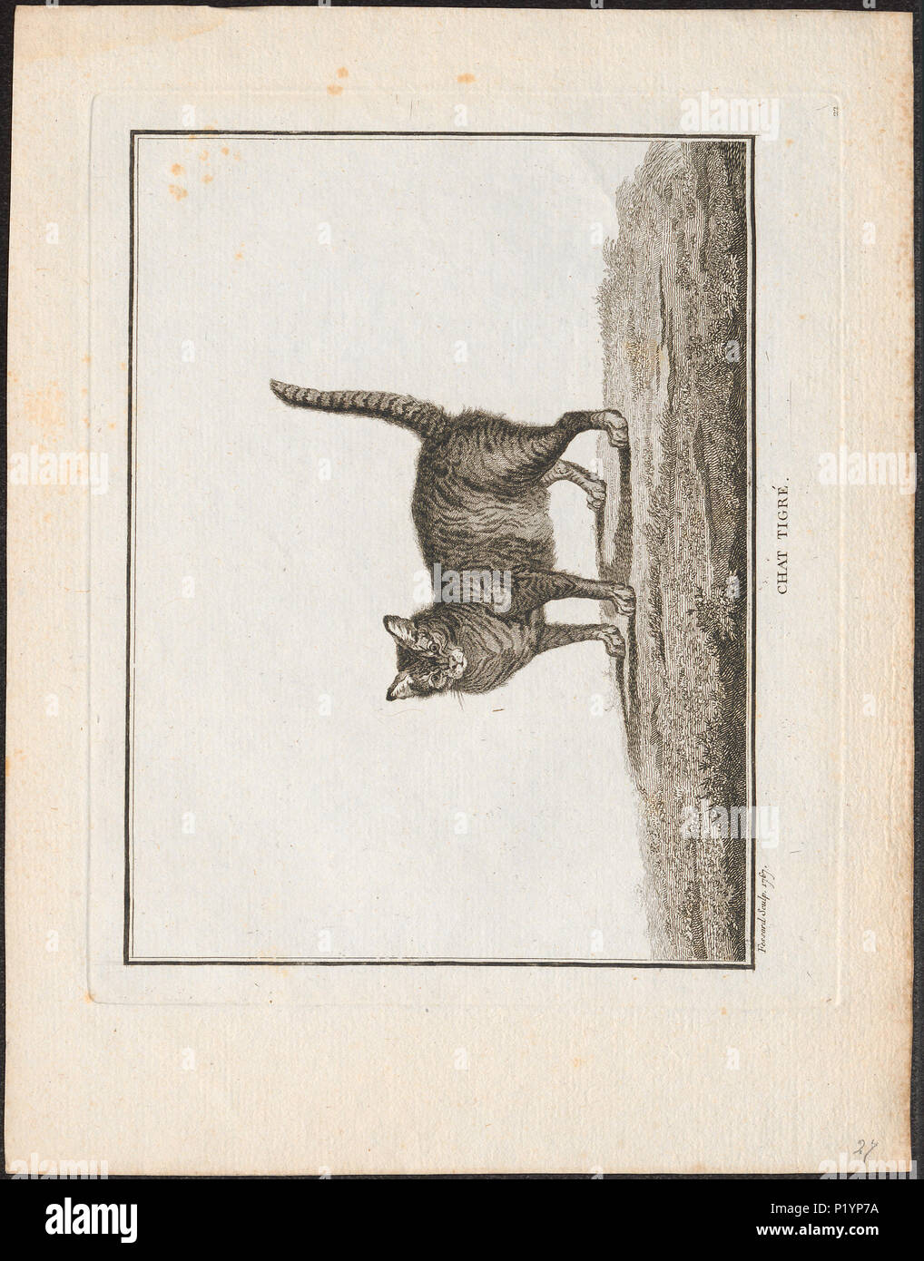 . Felis catus . 1767 123 felis catus - 1767 - Stampa - Iconographia Zoologica - Collezioni Speciali Università di Amsterdam - UBA01 IZ22100290 Foto Stock