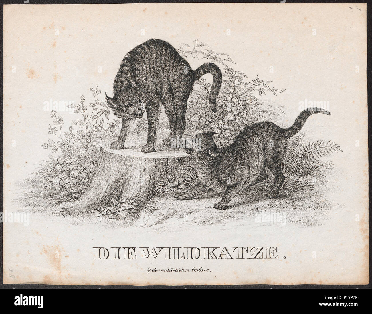 . Felis catus . tra il 1700 e il 1880 123 felis catus - 1700-1880 - Stampa - Iconographia Zoologica - Collezioni Speciali Università di Amsterdam - UBA01 IZ22100298 Foto Stock