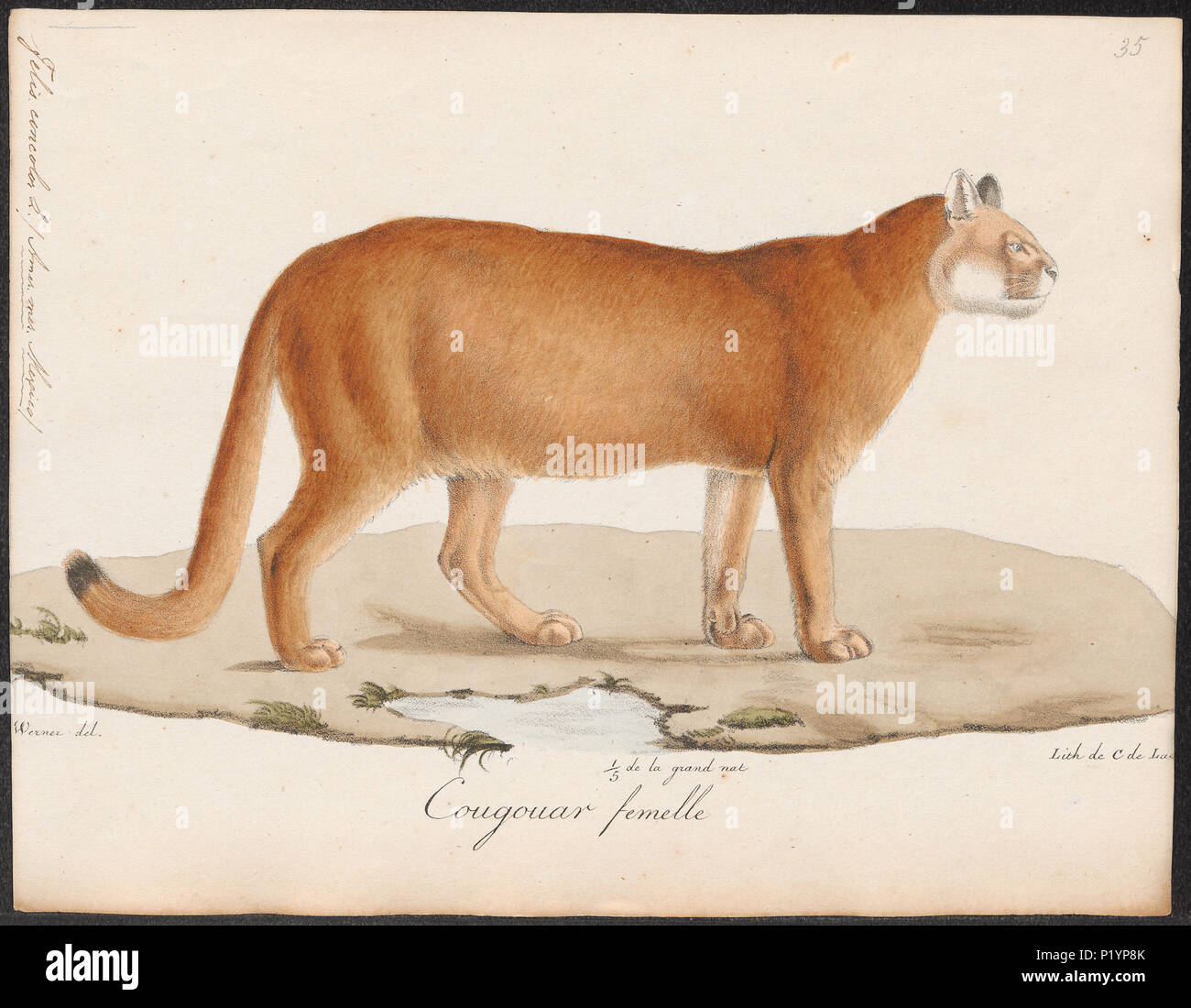 . Felis concolor . tra il 1818 e il 1842 123 Felis concolor - 1818-1842 - Stampa - Iconographia Zoologica - Collezioni Speciali Università di Amsterdam - UBA01 IZ22100310 Foto Stock