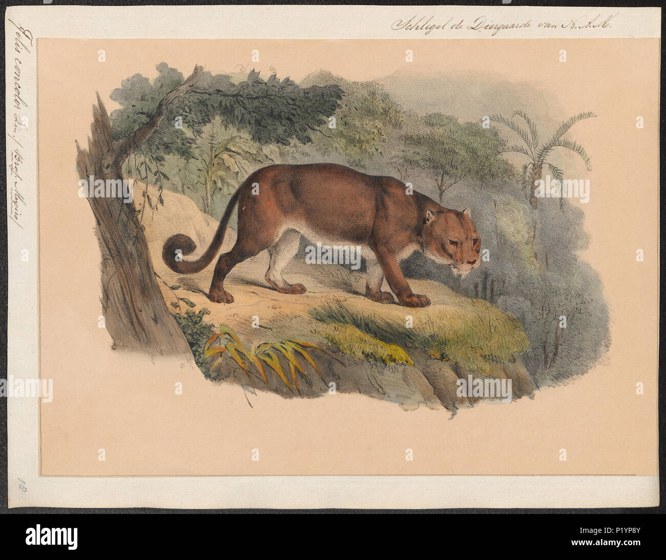 . Felis concolor . tra il 1842 e il 1849 123 Felis concolor - 1842-1849 - Stampa - Iconographia Zoologica - Collezioni Speciali Università di Amsterdam - UBA01 IZ22100312 Foto Stock