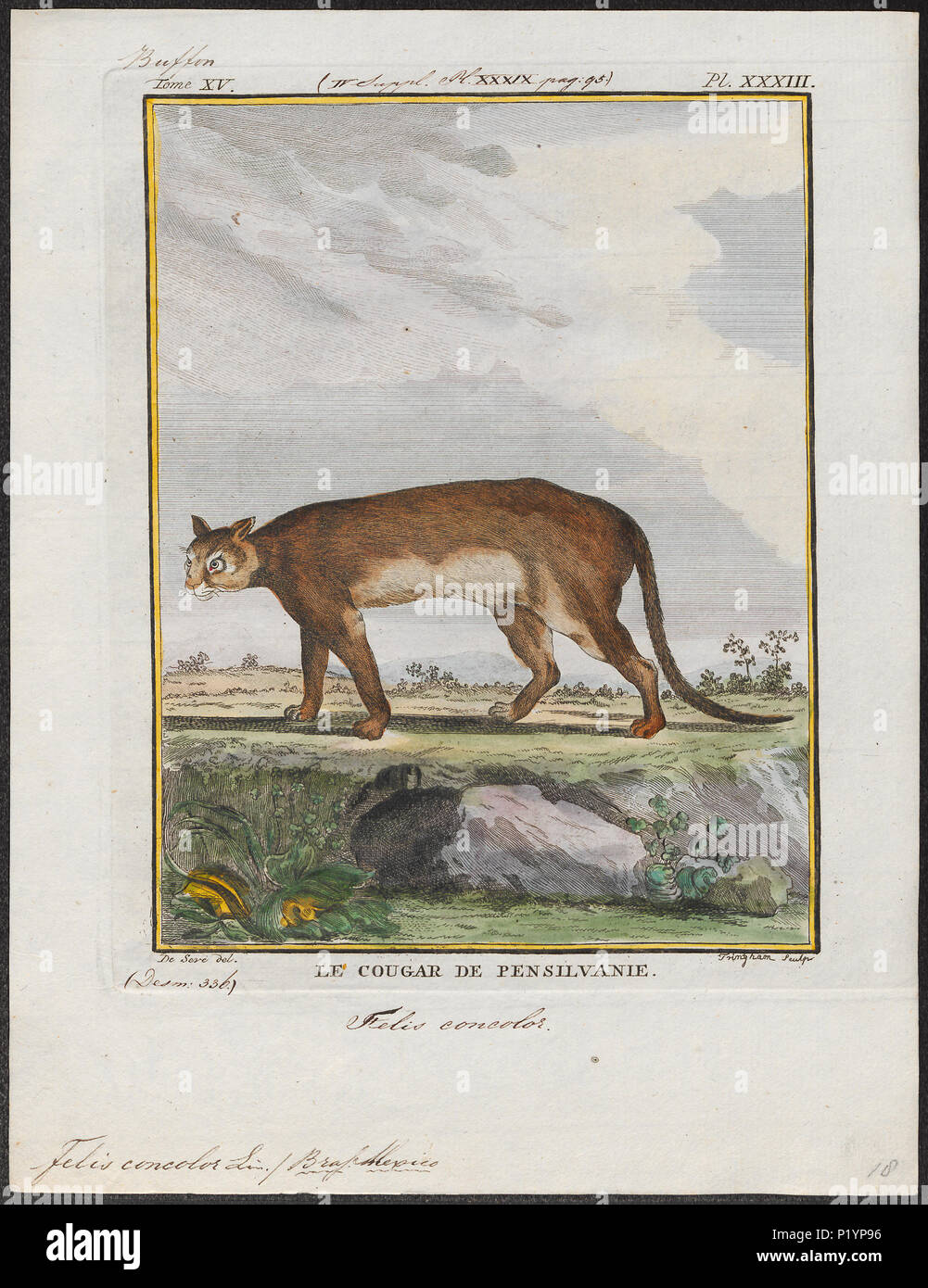 . Felis concolor . tra il 1700 e il 1880 123 Felis concolor - 1700-1880 - Stampa - Iconographia Zoologica - Collezioni Speciali Università di Amsterdam - UBA01 IZ22100316 Foto Stock