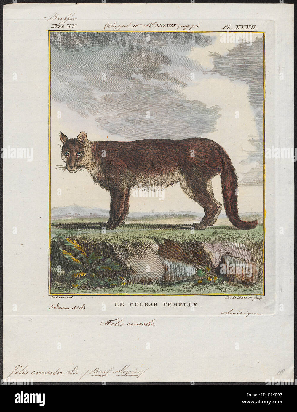 . Felis concolor . tra il 1700 e il 1880 123 Felis concolor - 1700-1880 - Stampa - Iconographia Zoologica - Collezioni Speciali Università di Amsterdam - UBA01 IZ22100318 Foto Stock