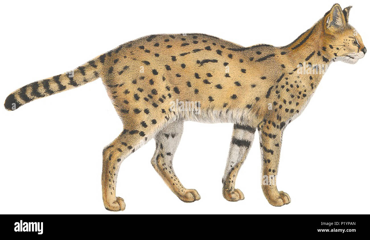 . Felis serval . tra il 1818 e il 1842 124 Felis serval - 1818-1842 - Stampa - Iconographia Zoologica - Collezioni Speciali Università di Amsterdam -(sfondo bianco) Foto Stock