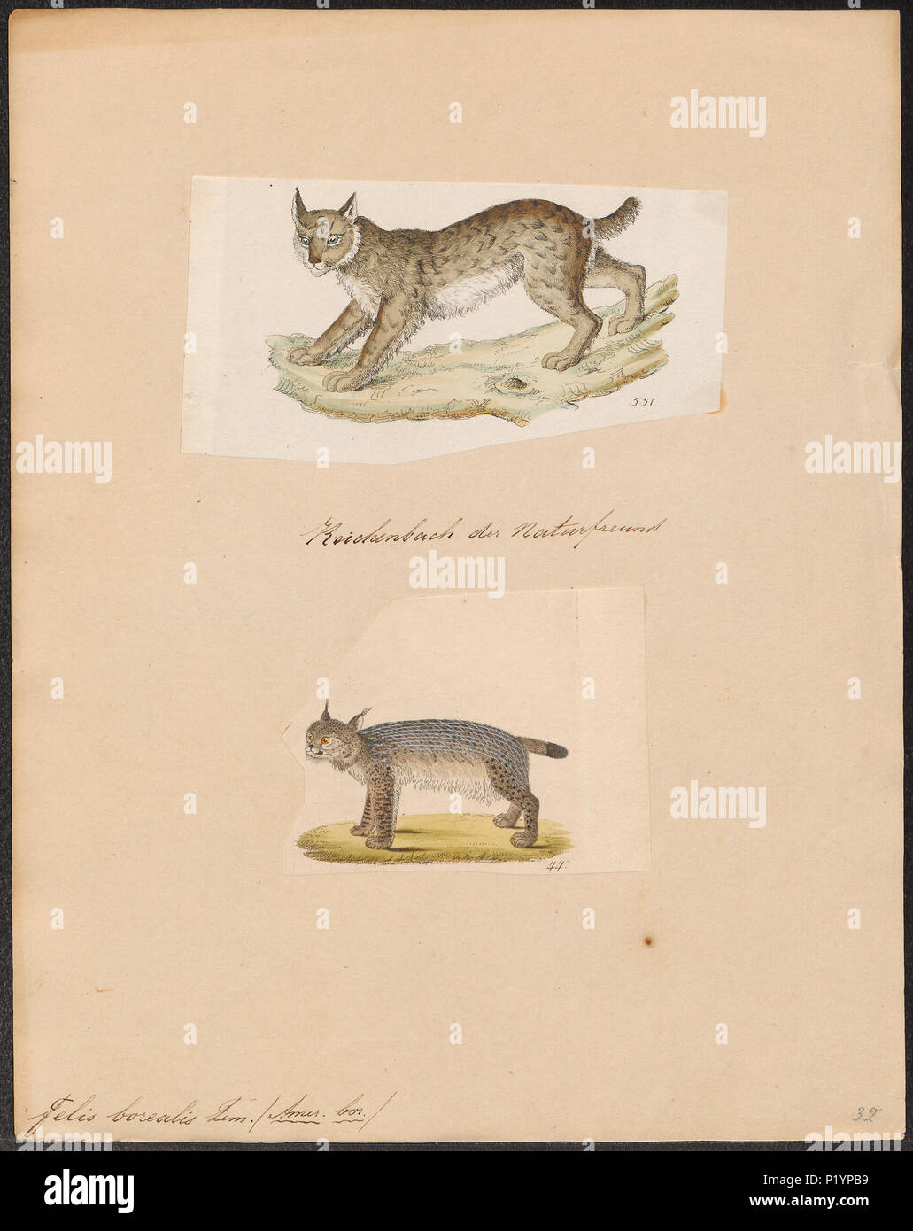 . Felis borealis . tra il 1700 e il 1880 123 Felis borealis - 1700-1880 - Stampa - Iconographia Zoologica - Collezioni Speciali Università di Amsterdam - UBA01 IZ22100344 Foto Stock
