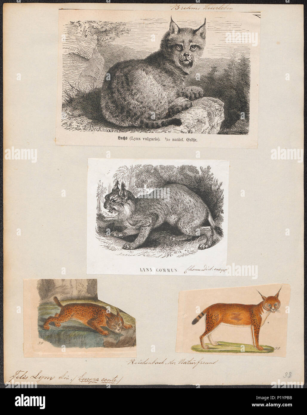 . Felis lynx . tra il 1700 e il 1880 124 Felis lynx - 1700-1880 - Stampa - Iconographia Zoologica - Collezioni Speciali Università di Amsterdam - UBA01 IZ22100346 Foto Stock