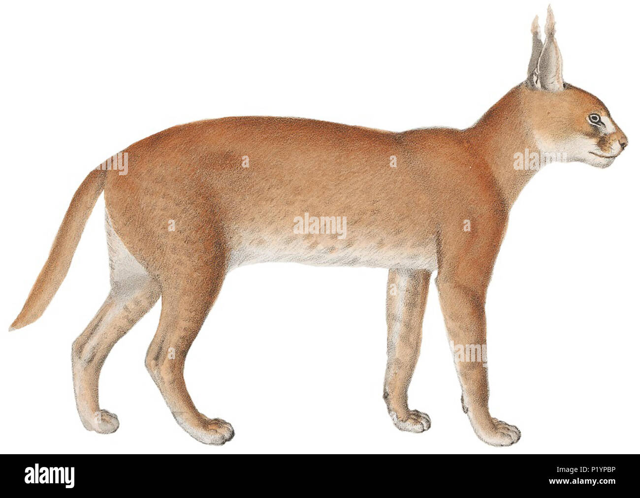 . Felis caracal . tra il 1818 e il 1842 123 Felis caracal - 1818-1842 - Stampa - Iconographia Zoologica - Collezioni Speciali Università di Amsterdam -(sfondo bianco) Foto Stock