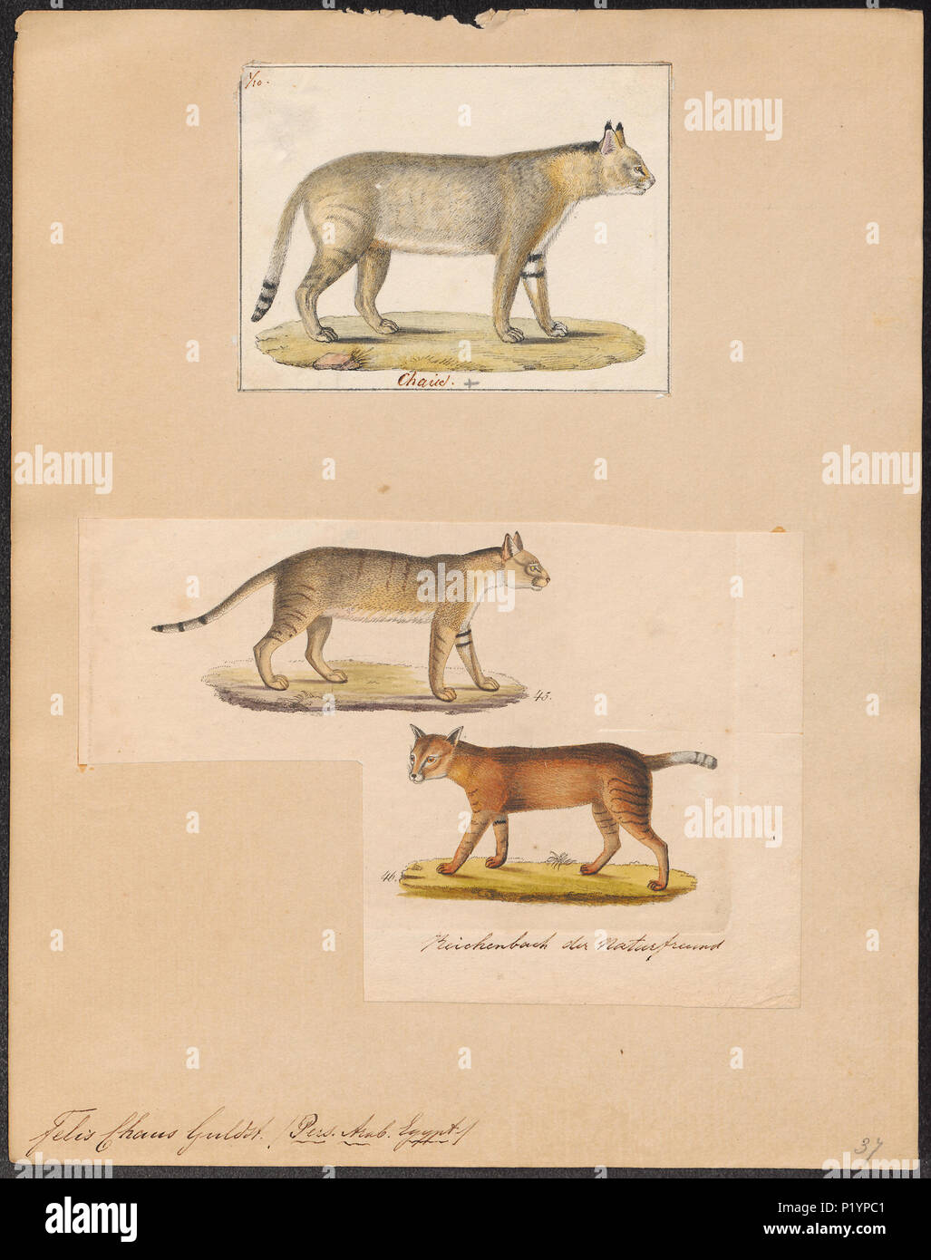 . Felis chaus . tra il 1700 e il 1880 123 Felis chaus - 1700-1880 - Stampa - Iconographia Zoologica - Collezioni Speciali Università di Amsterdam - UBA01 IZ22100360 Foto Stock