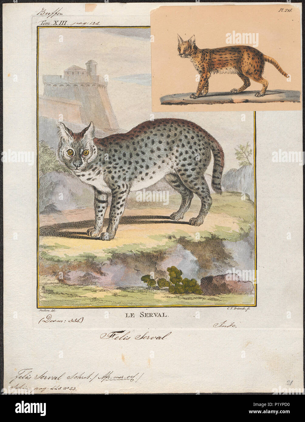 . Felis serval . tra il 1700 e il 1880 124 Felis serval - 1700-1880 - Stampa - Iconographia Zoologica - Collezioni Speciali Università di Amsterdam - UBA01 IZ22100370 Foto Stock